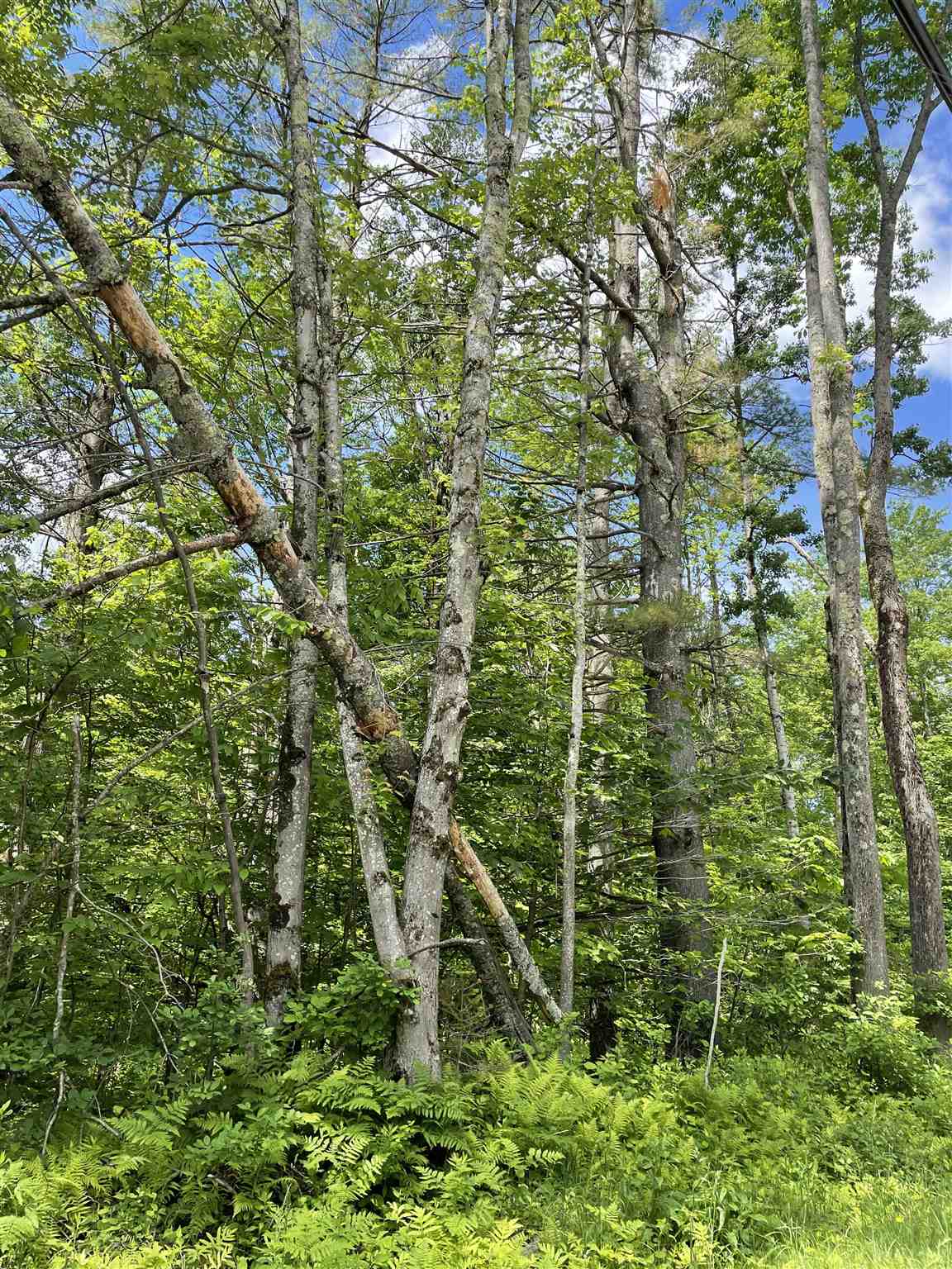Lot 4 Vt Rt 30, Unit 4 Jamaica, VT 05343 - Photo 5 of 5 Gallery Image 5