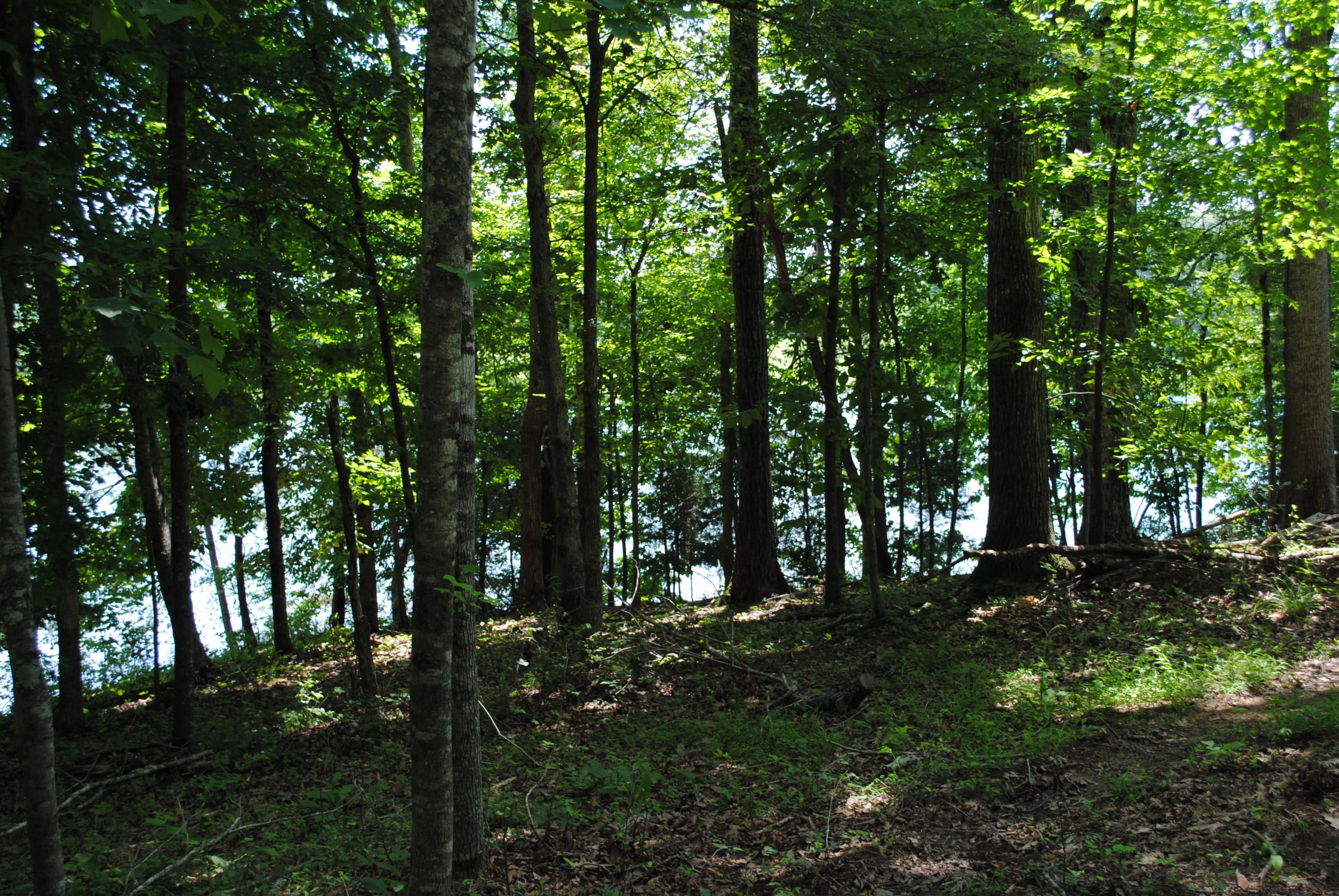 116 Inagehi Way Loudon, TN 37774 - Photo 2 of 3 DSC_0282
