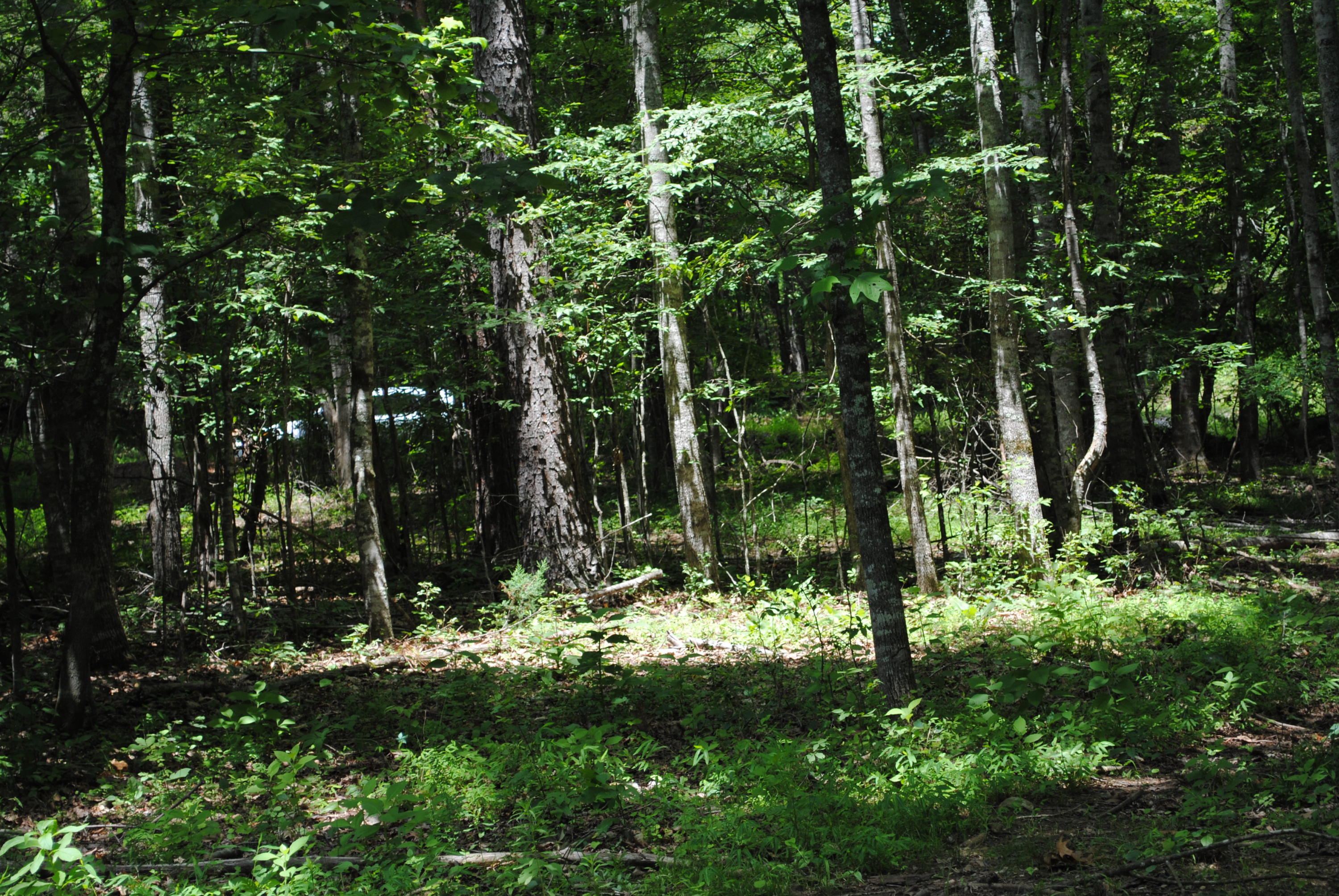 116 Inagehi Way Loudon, TN 37774 - Photo 3 of 3 DSC_0289