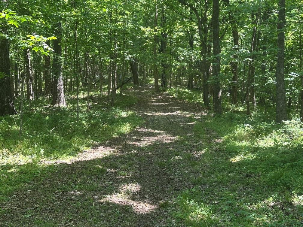 10515 Paw Paw Springs Road Arrington, TN 37014 - Photo 7 of 13 a big yard with lots of green space and trees