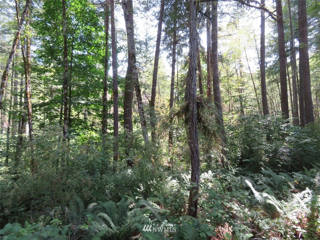 29 Rasor Place Belfair, WA 98528 - Photo 11 of 25 Gallery Image 11