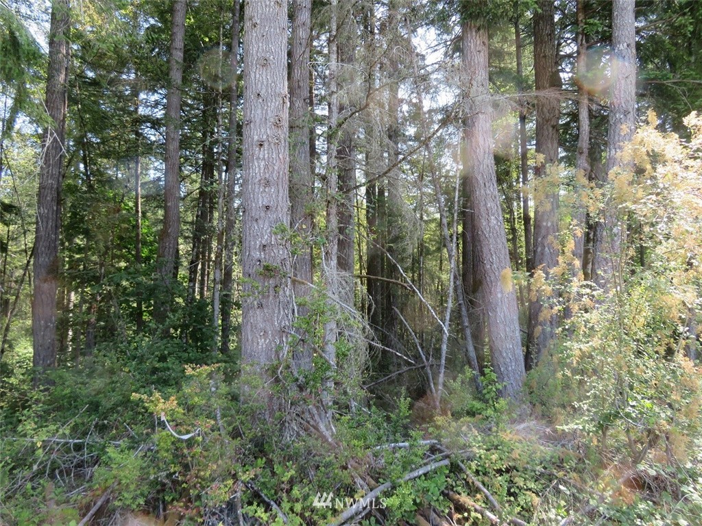 29 Rasor Place Belfair, WA 98528 - Photo 13 of 25 Gallery Image 13