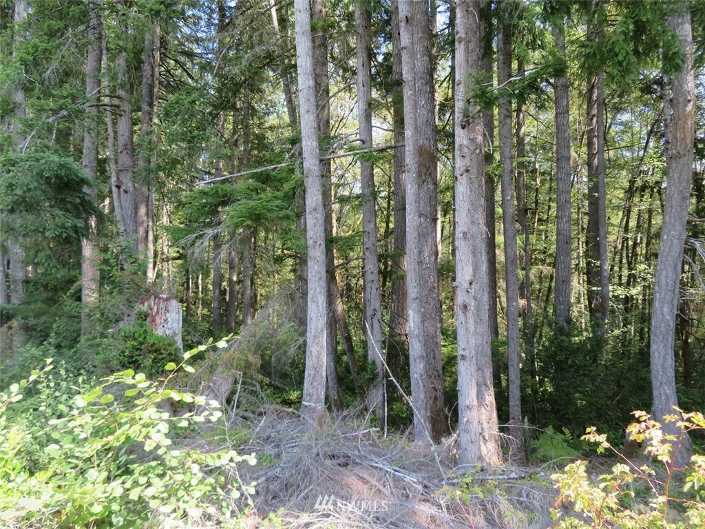 29 Rasor Place Belfair, WA 98528 - Photo 14 of 25 Gallery Image 14