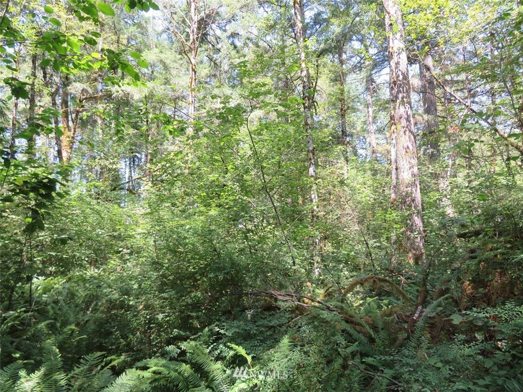 29 Rasor Place Belfair, WA 98528 - Photo 21 of 25 Gallery Image 21