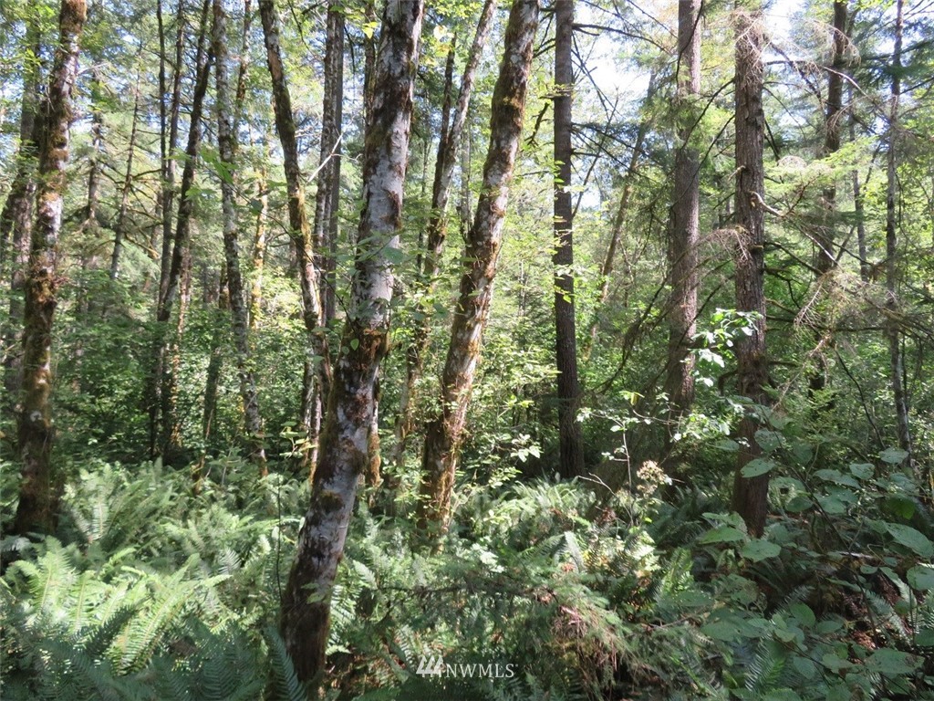 29 Rasor Place Belfair, WA 98528 - Photo 23 of 25 Gallery Image 23