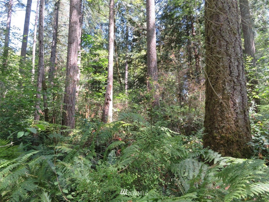 29 Rasor Place Belfair, WA 98528 - Photo 4 of 25 Gallery Image 4