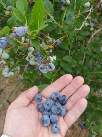 $169,000 | 62nd Street, South Haven, MI 49090