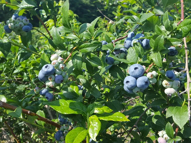 $169,000 | 62nd Street, South Haven, MI 49090