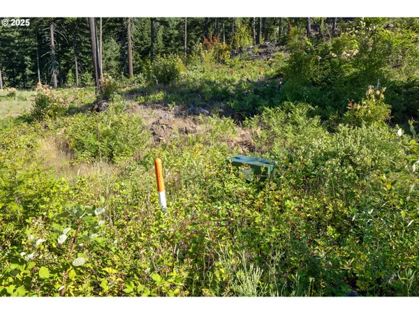 a view of a bunch of trees and bushes