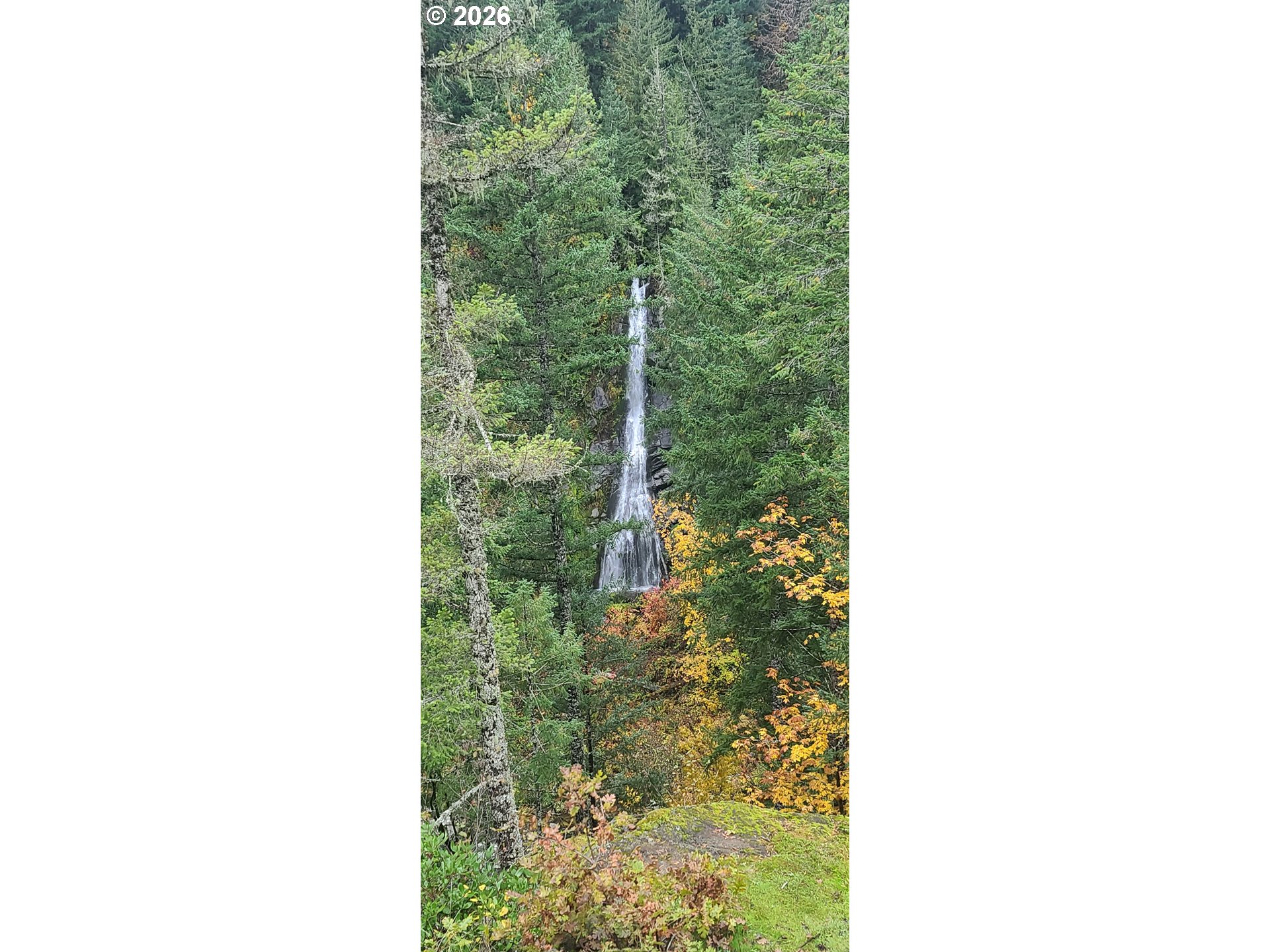 Boulder Ridge Carson, WA 98610 - Photo 24 of 26 a close up of a plant in a building