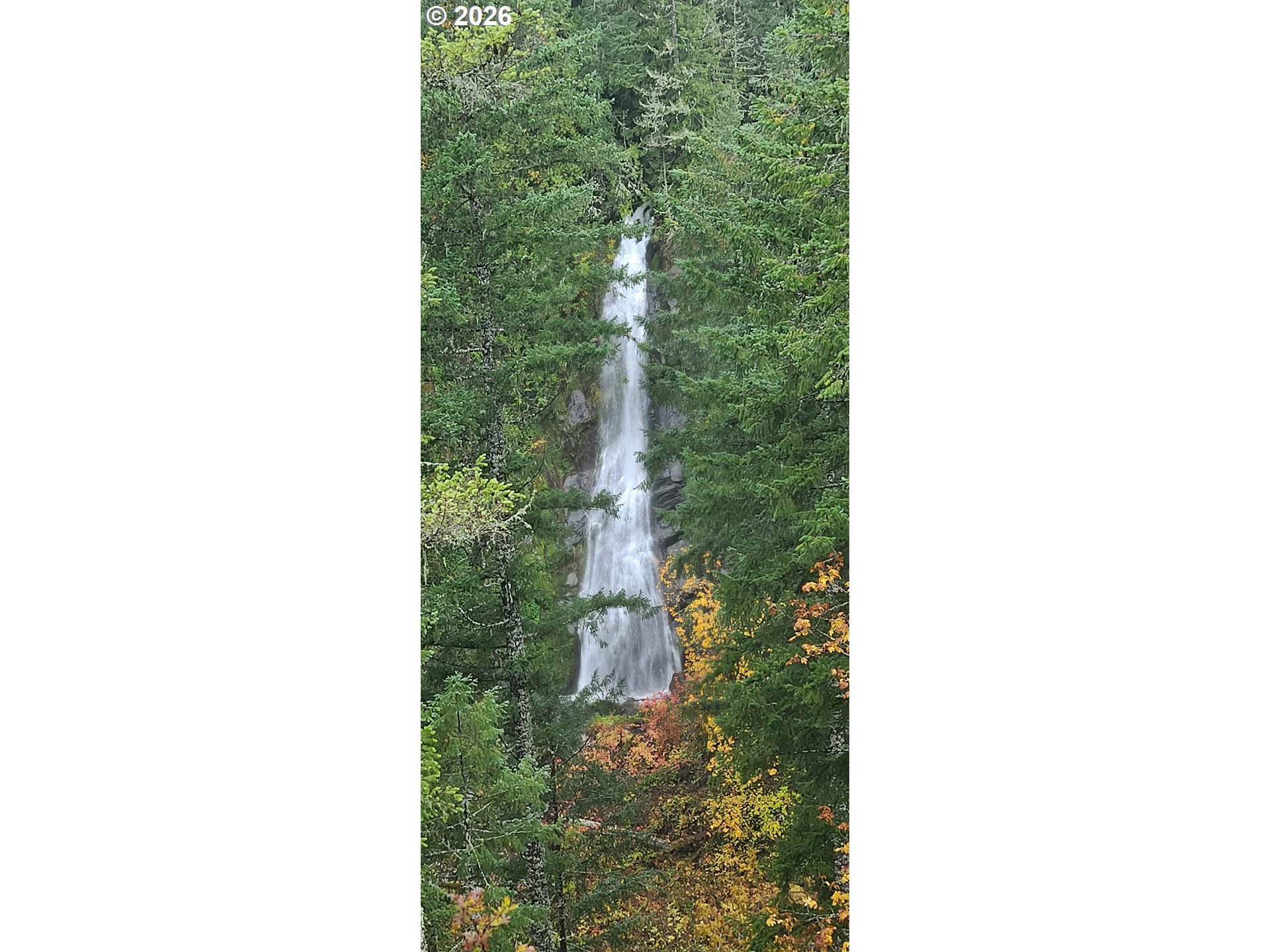 Boulder Ridge Carson, WA 98610 - Photo 26 of 26 a close up of a plant in a building