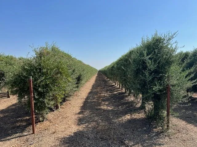 a view of a yard with plants and trees