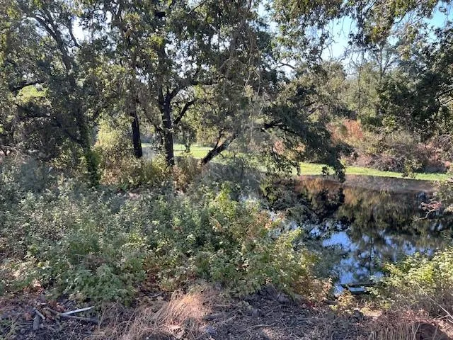 a view of a forest with trees