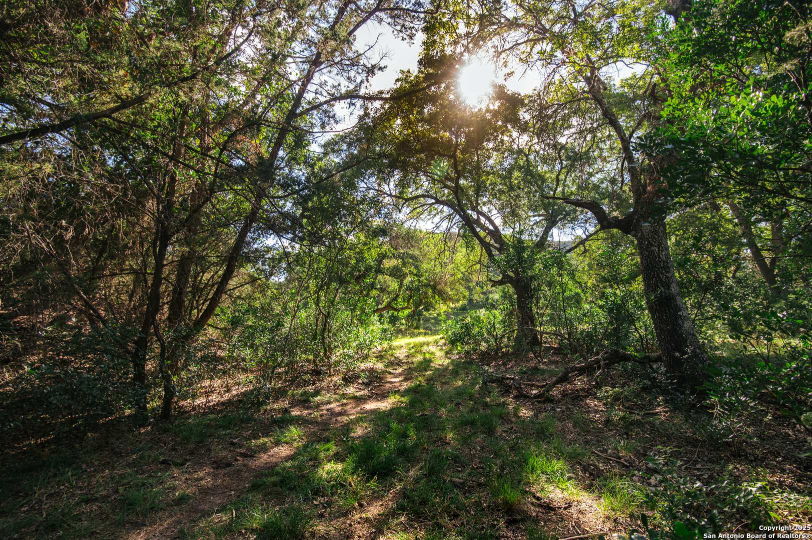 2581 Patterson Creek Road Leakey, TX 78873 - Photo 12 of 42 a view of a forest with trees in front of it