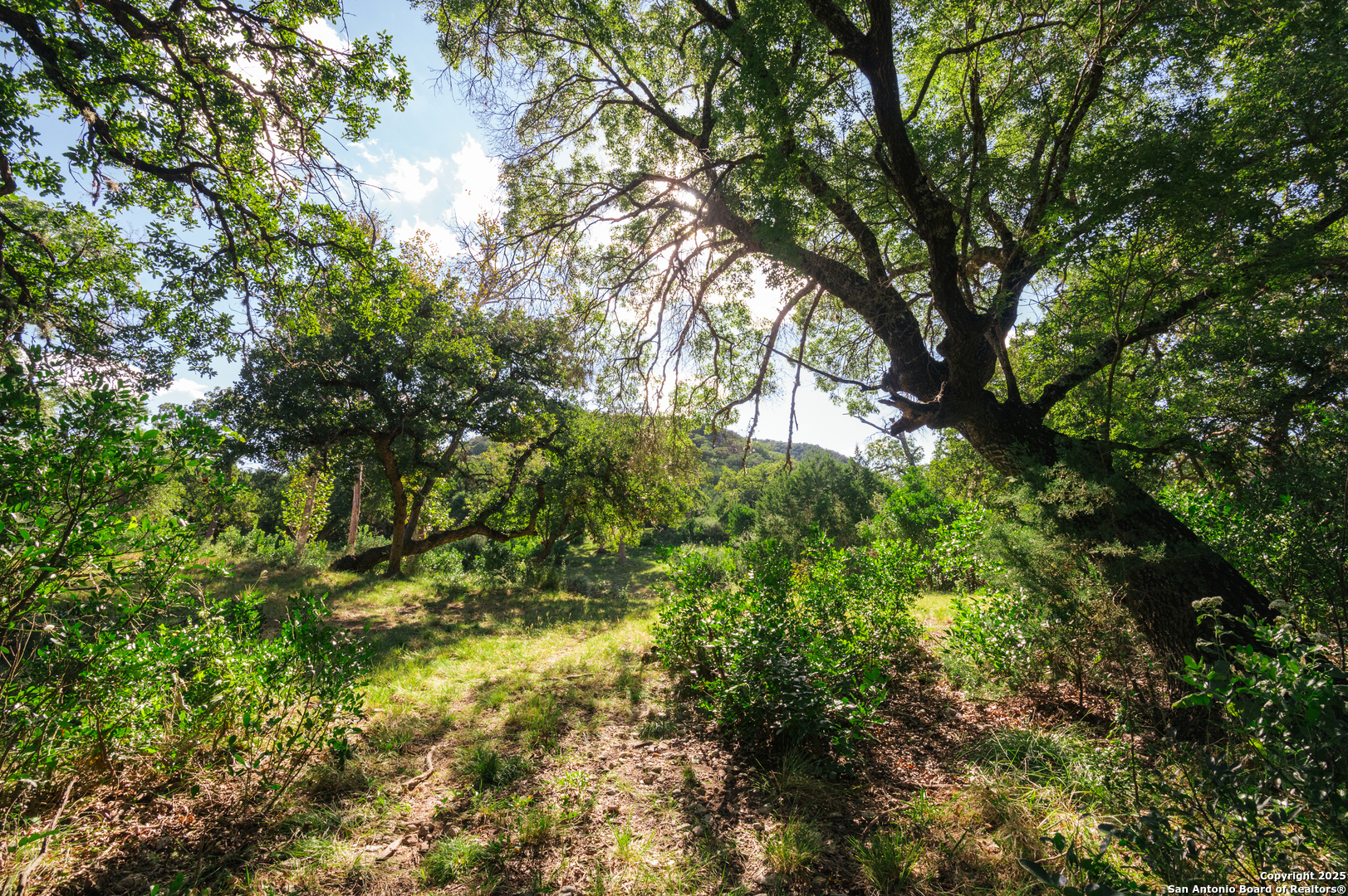 2581 Patterson Creek Road Leakey, TX 78873 - Photo 13 of 42 a view of a tree in a yard