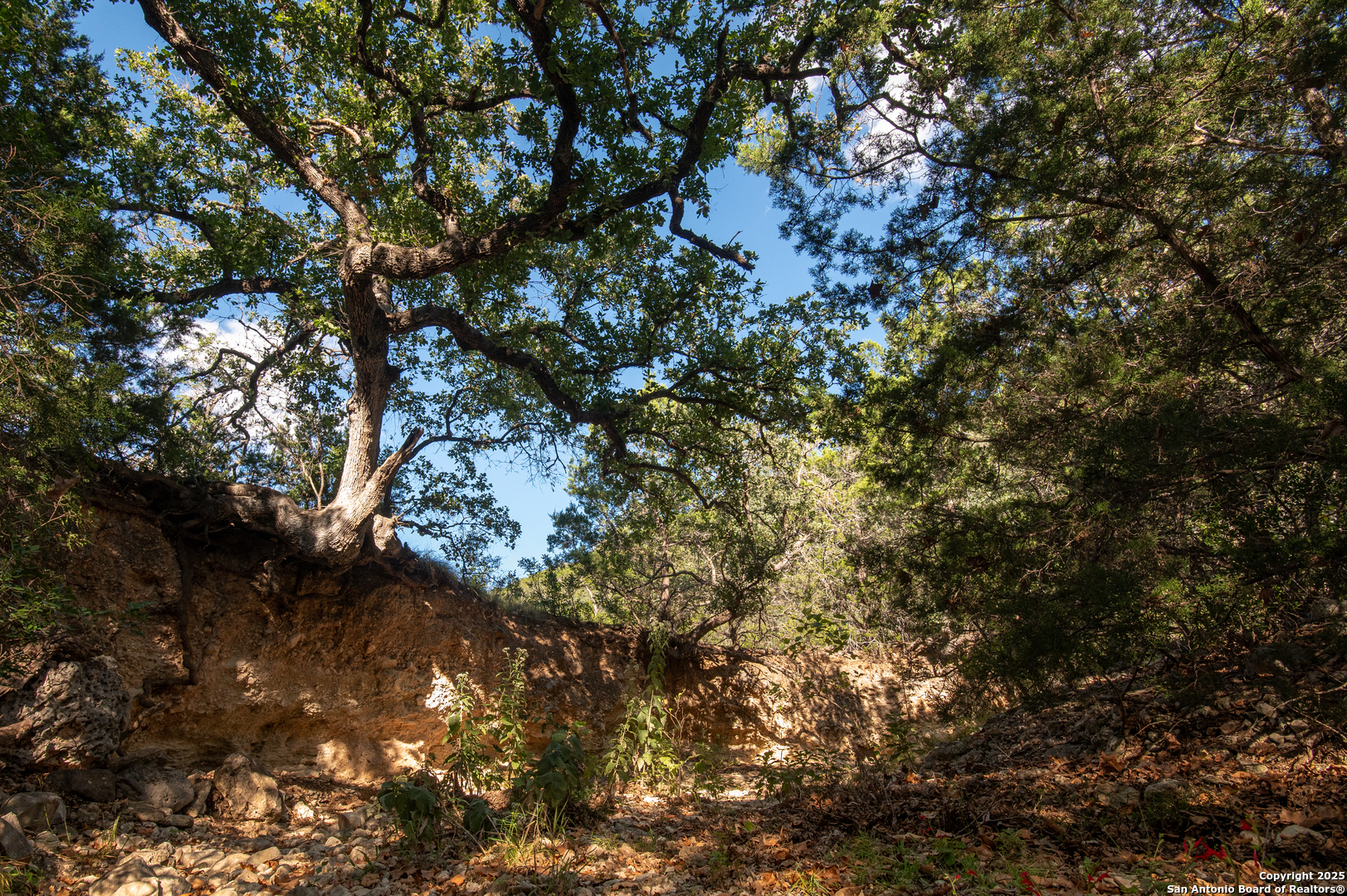 2581 Patterson Creek Road Leakey, TX 78873 - Photo 19 of 42 a picture of tree