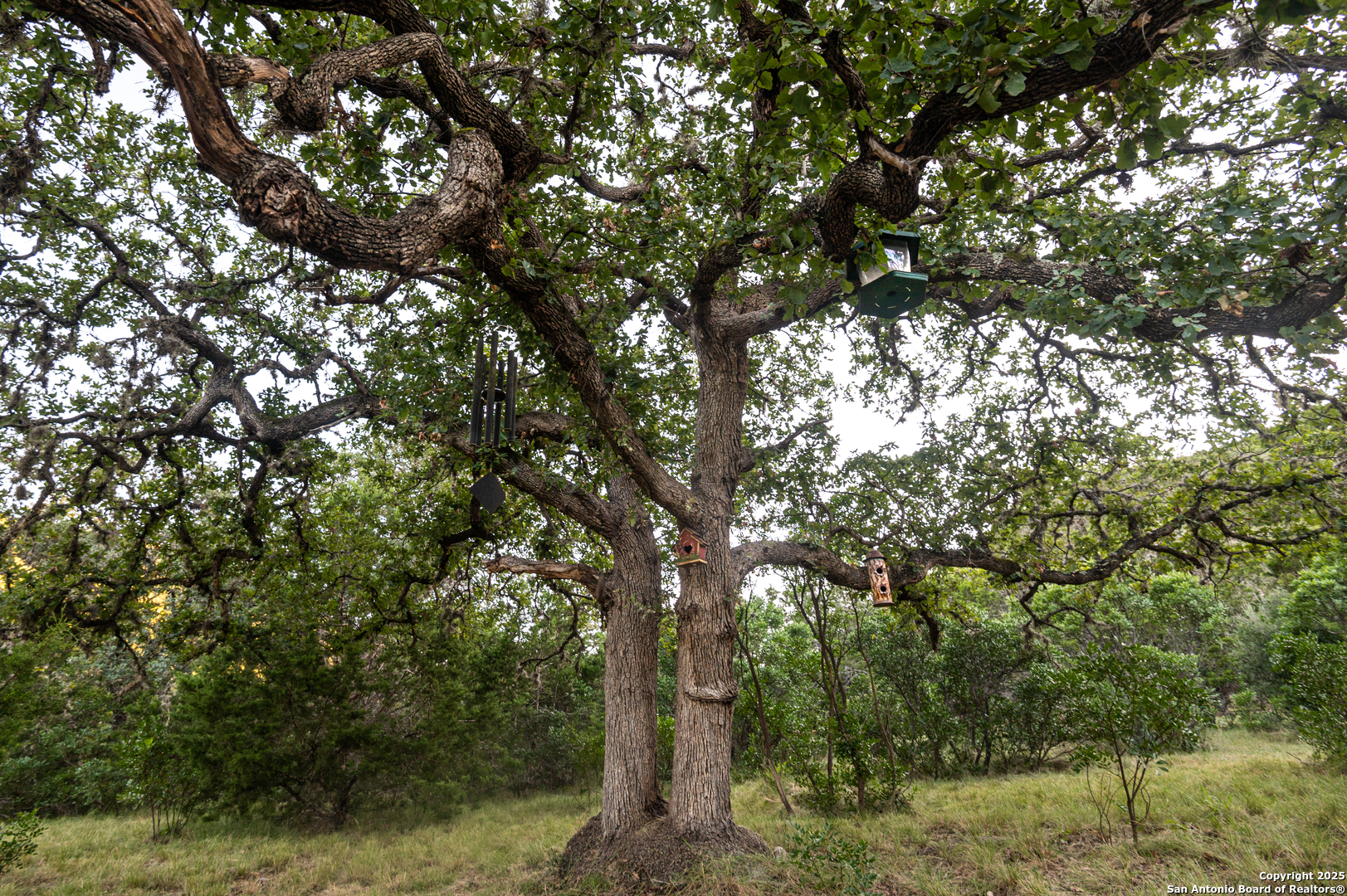 2581 Patterson Creek Road Leakey, TX 78873 - Photo 26 of 42 a view of forest