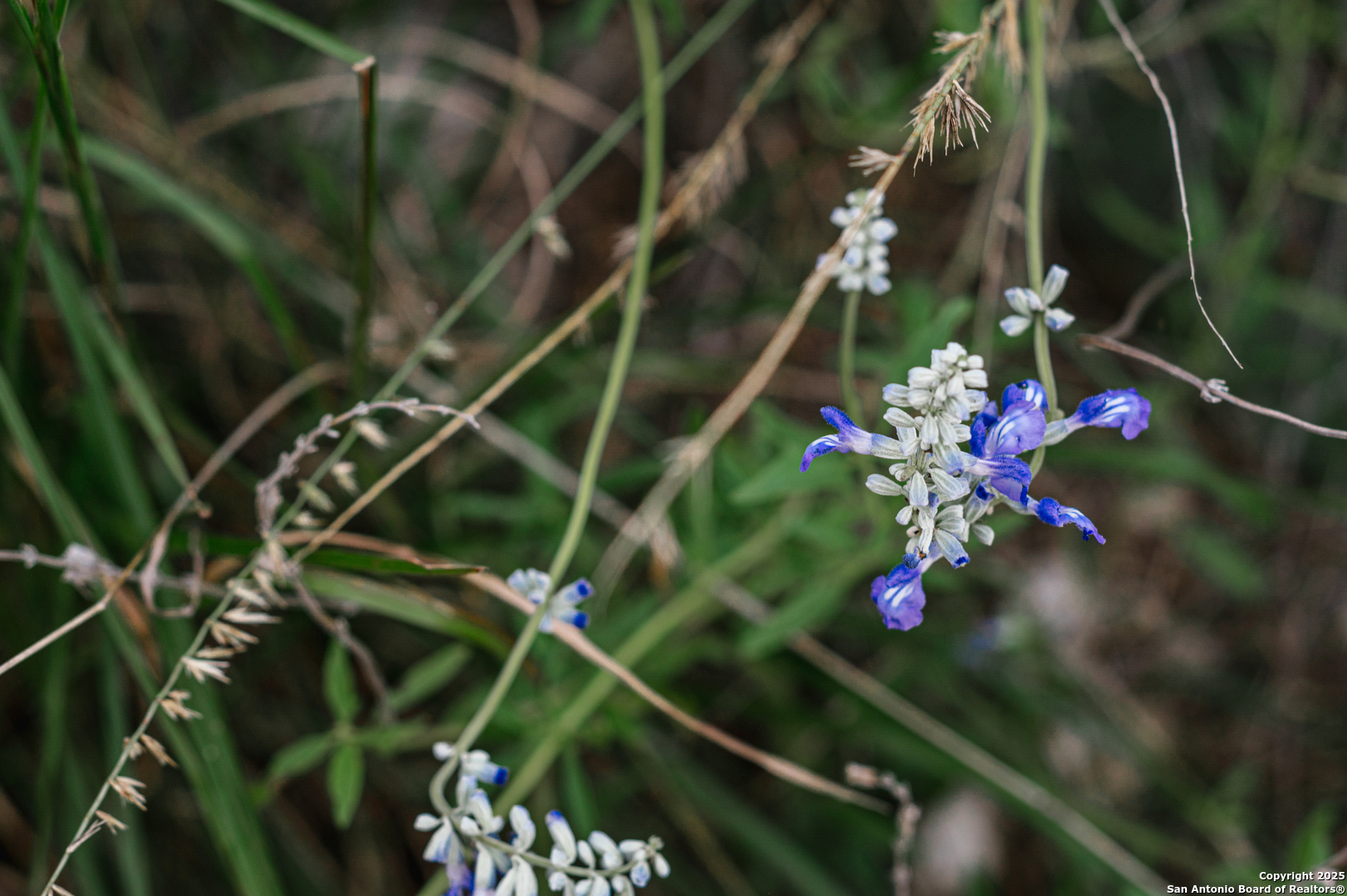2581 Patterson Creek Road Leakey, TX 78873 - Photo 28 of 42 a view of plant