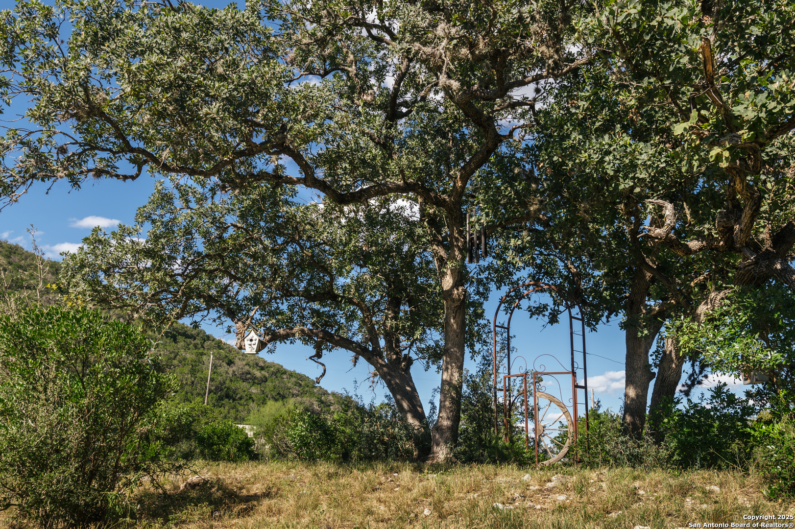 2581 Patterson Creek Road Leakey, TX 78873 - Photo 9 of 42 a picture of tree