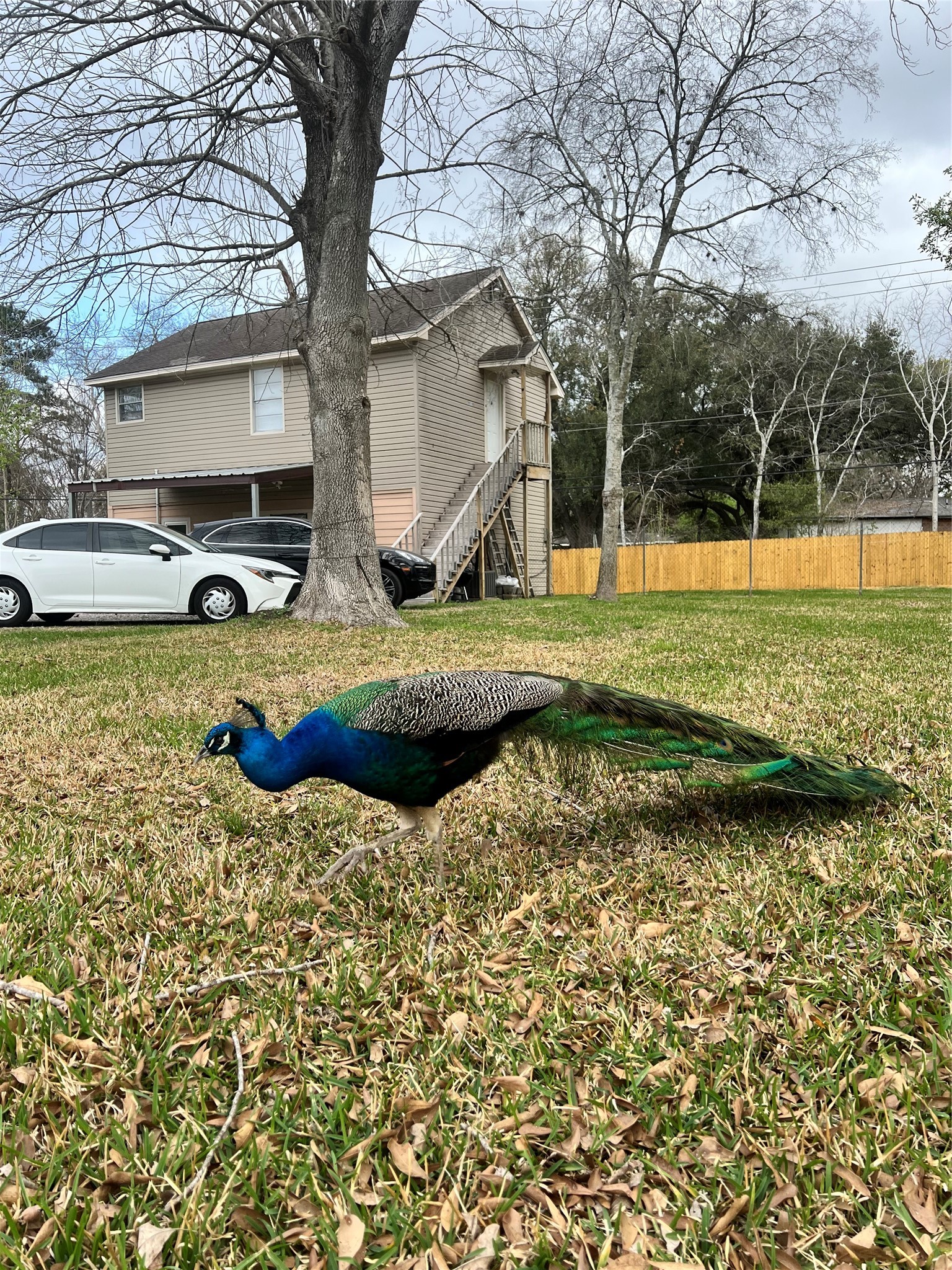 7357 Brace Street Houston, TX 77061 - Photo 12 of 13 Live 15 minutes from Downtown but with a countryside feeling