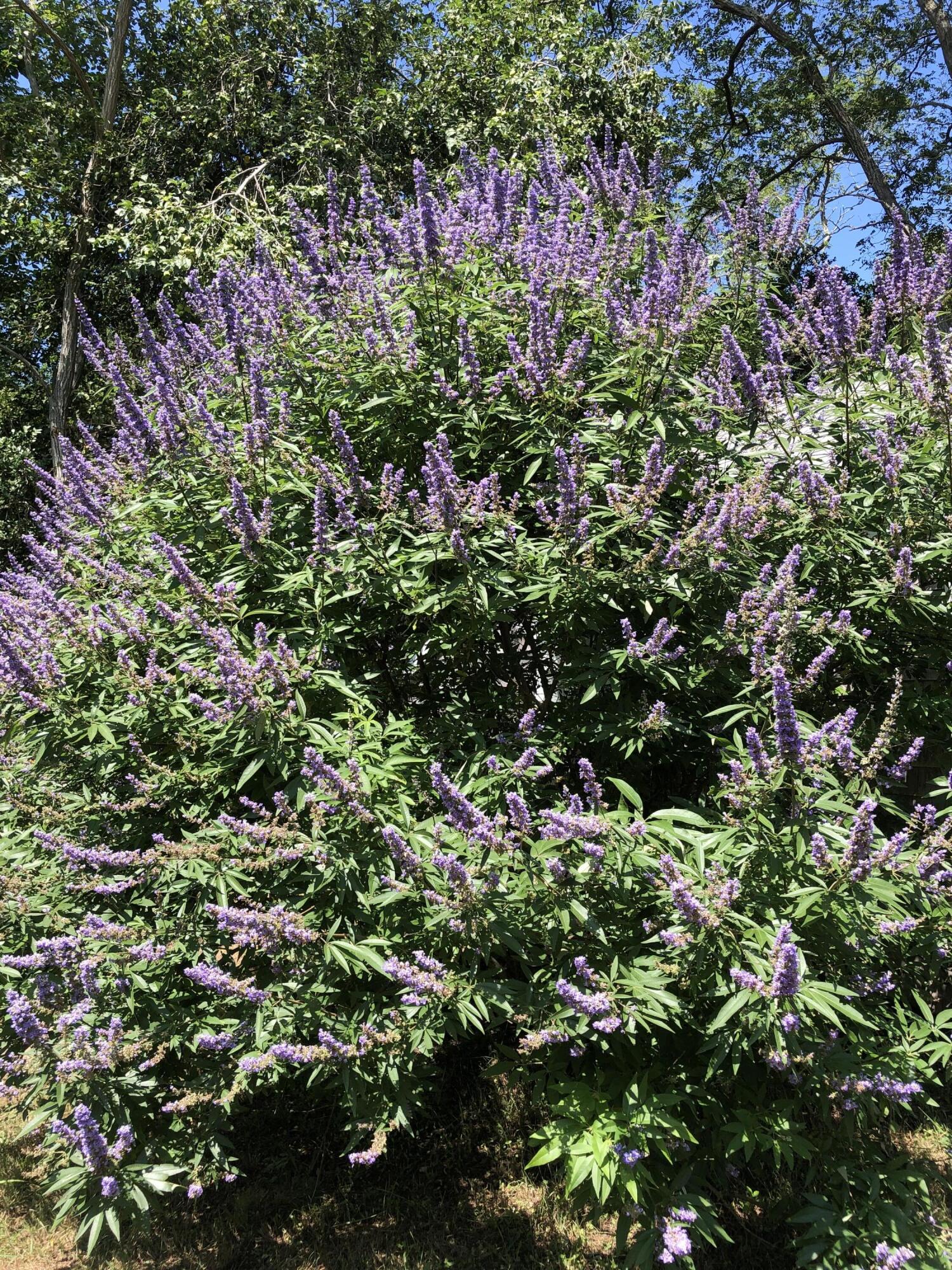 75 Massasoit Road Eastham, MA 02642 - Photo 43 of 49 a view of a flower