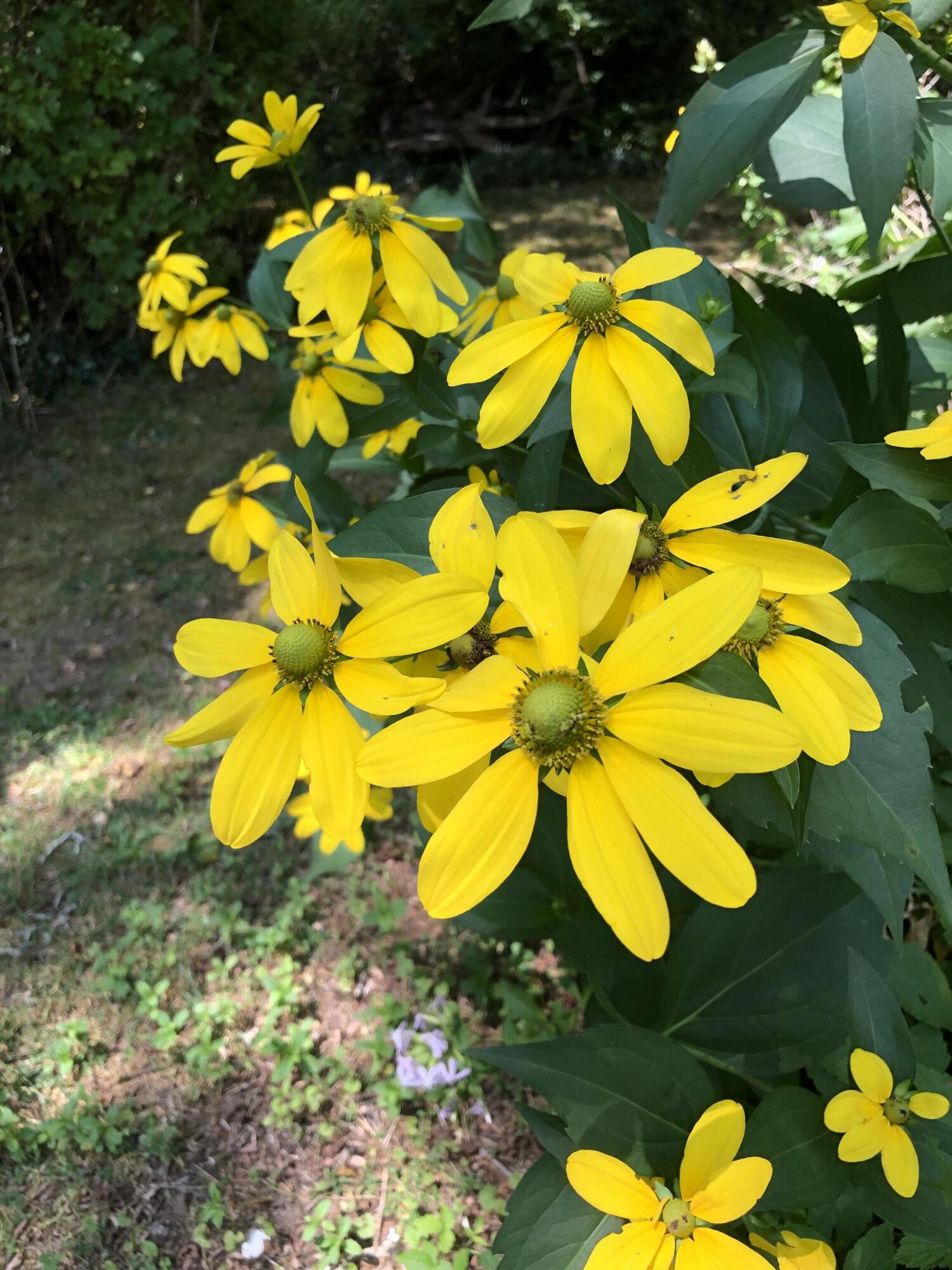 75 Massasoit Road Eastham, MA 02642 - Photo 45 of 49