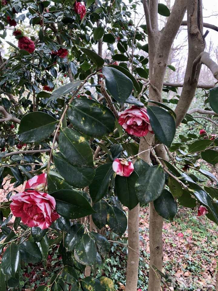 521 Buck Jones Road Raleigh, NC 27606 - Photo 28 of 30 unknown