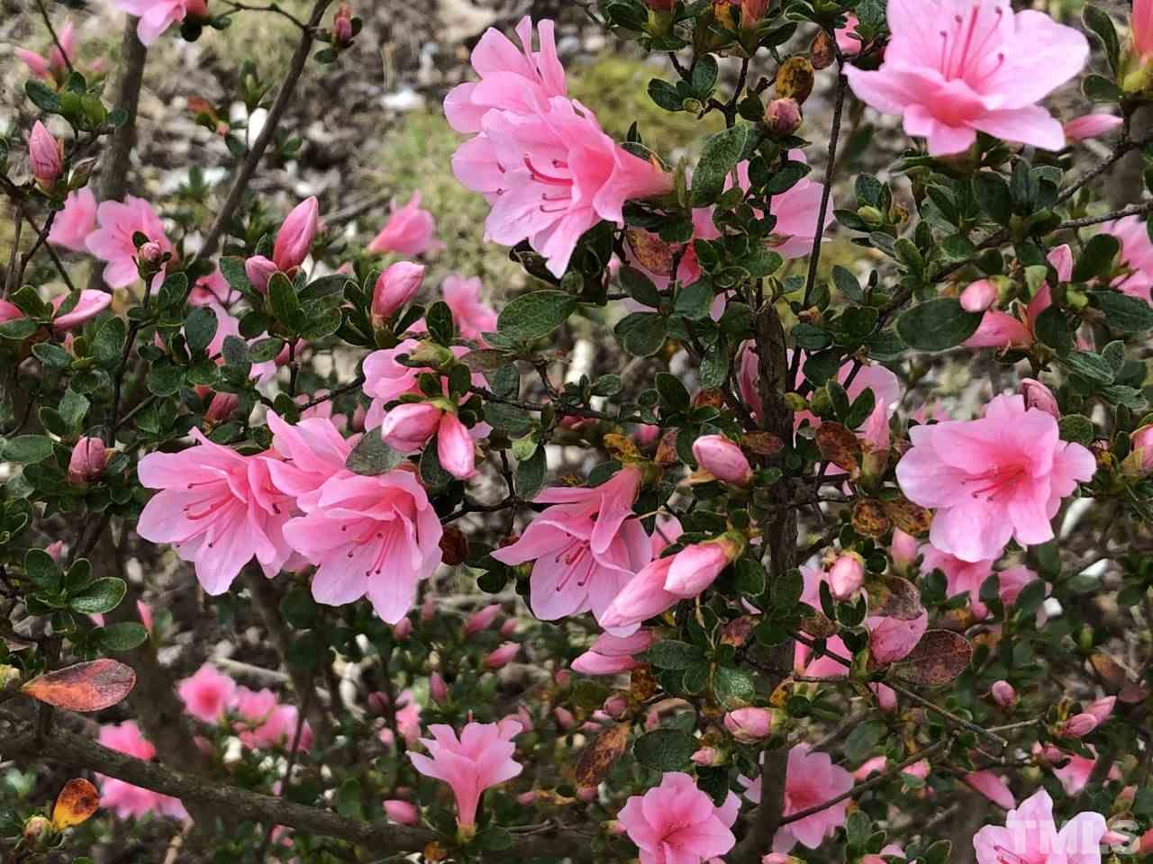 521 Buck Jones Road Raleigh, NC 27606 - Photo 29 of 30 a view of a flower