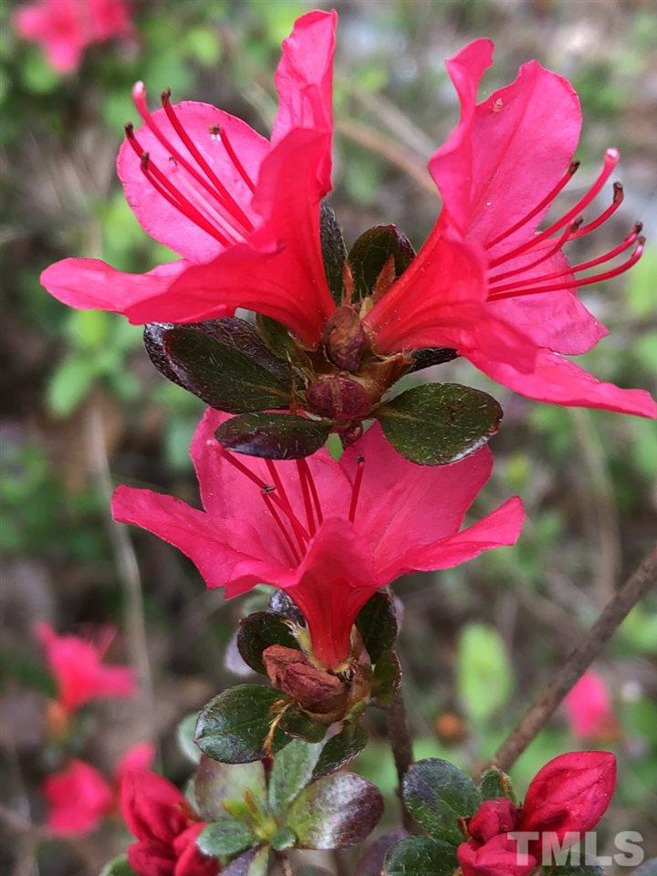 521 Buck Jones Road Raleigh, NC 27606 - Photo 30 of 30 a view of a flower