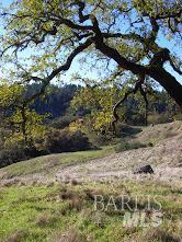 2100 Big Ridge Road Healdsburg, CA 95448 - Photo 7 of 20 a view of a yard with plants and trees
