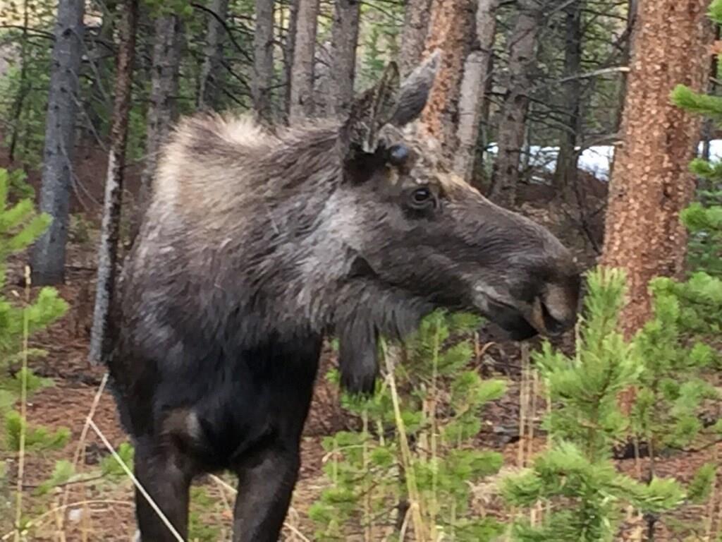 875 4 O Clock Road, Unit D1 Breckenridge, CO 80424 - Photo 18 of 25 a backyard of a building
