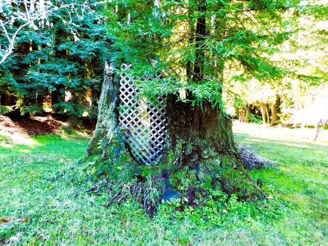 a view of a garden with a tree