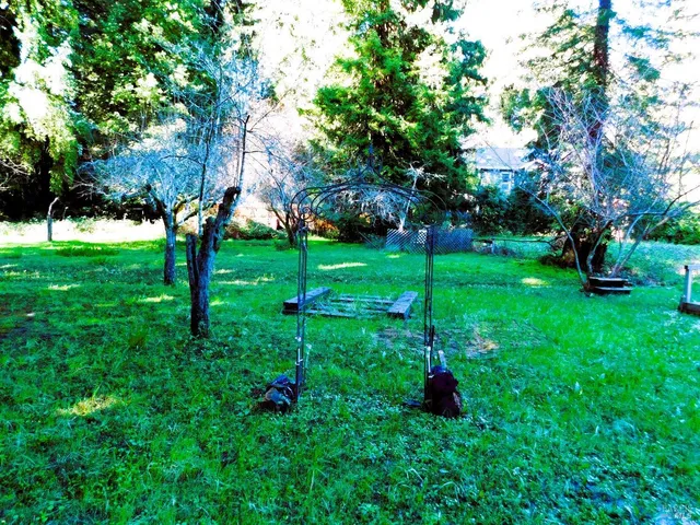 a view of a park with plants and trees