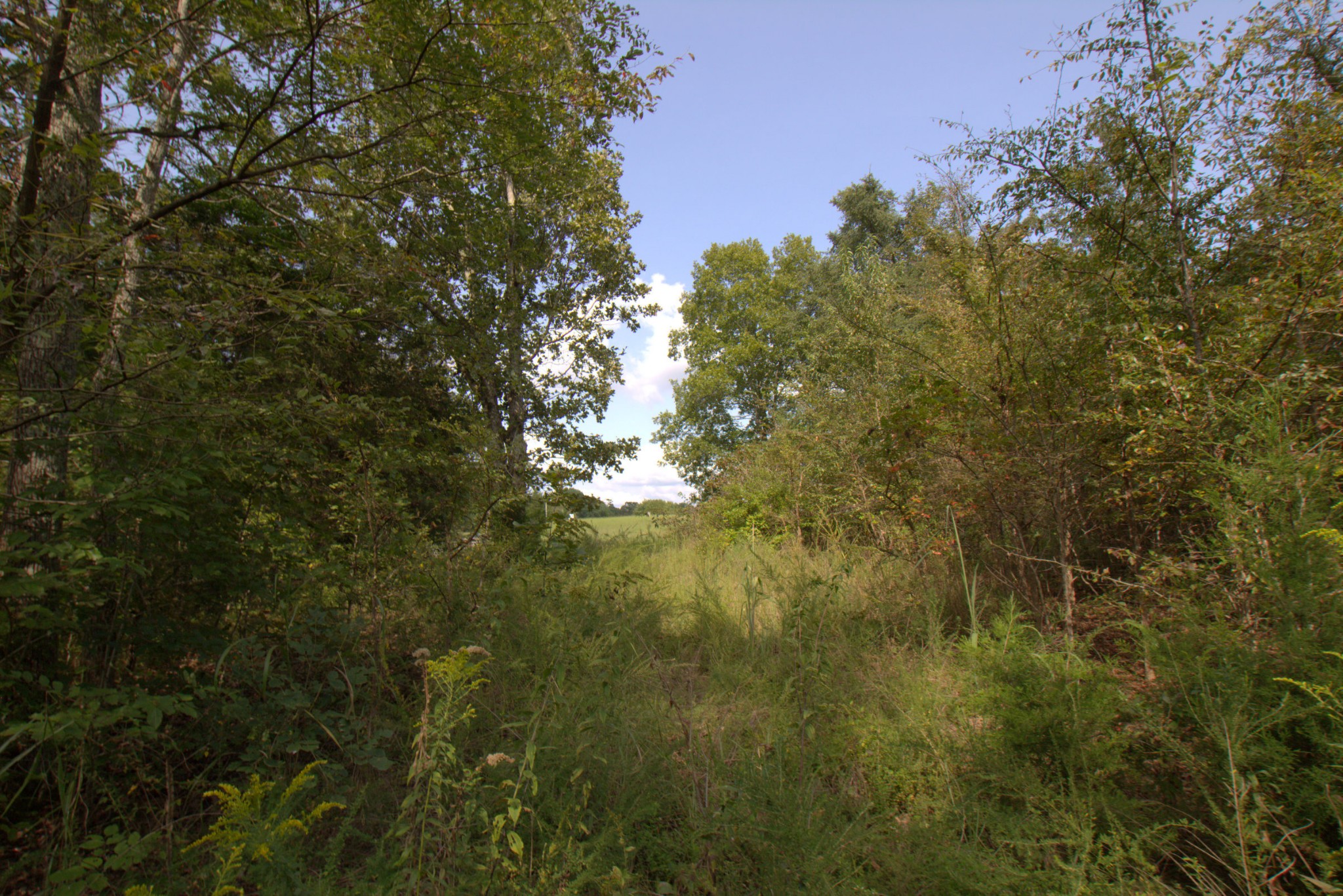 0 Scott Branch Road Duck River, TN 38454 - Photo 1 of 19 Gallery Image 1