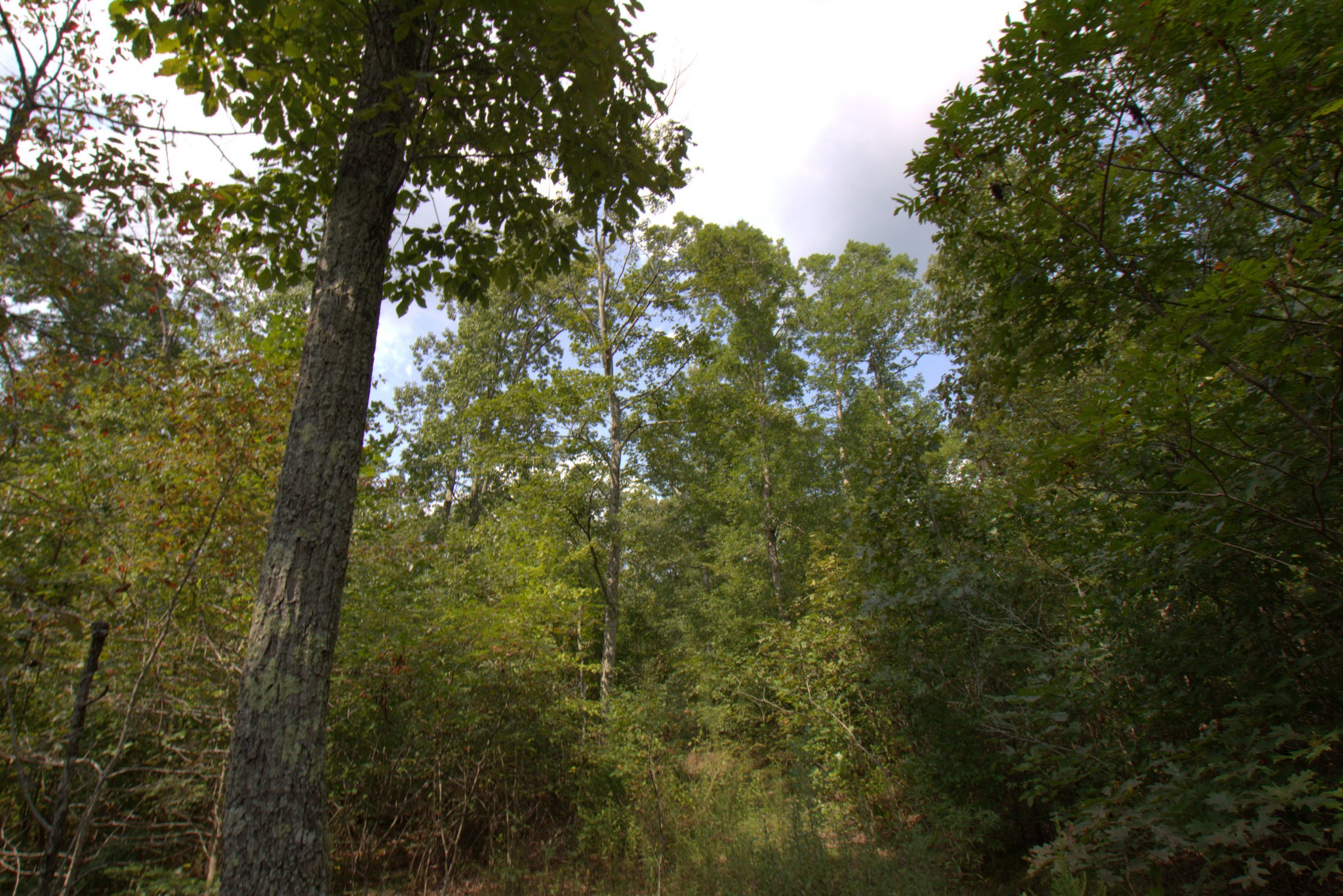 0 Scott Branch Road Duck River, TN 38454 - Photo 11 of 19 Gallery Image 11