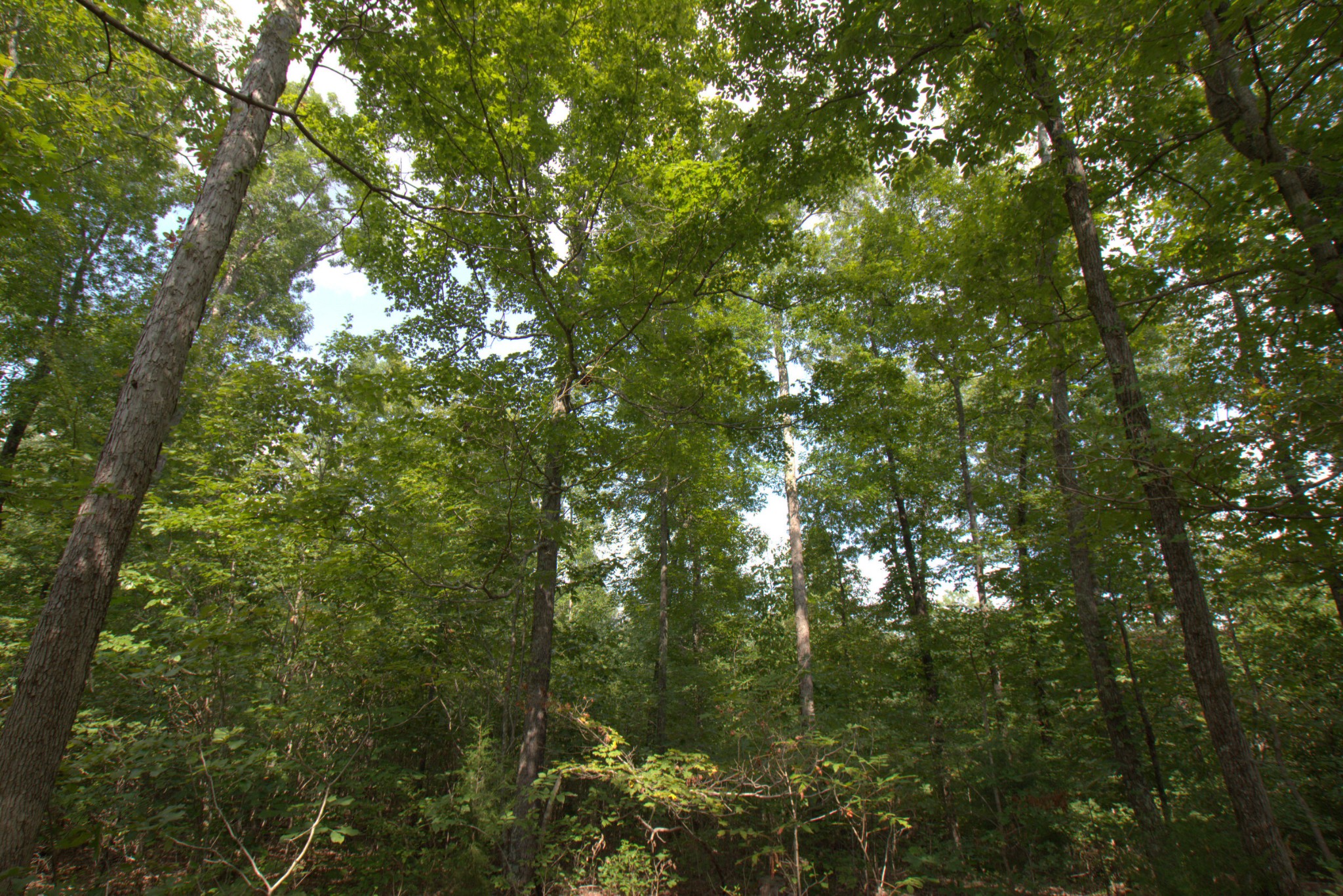 0 Scott Branch Road Duck River, TN 38454 - Photo 12 of 19 Gallery Image 12