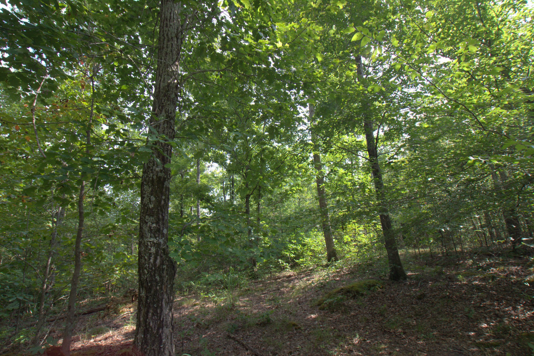 0 Scott Branch Road Duck River, TN 38454 - Photo 13 of 19 Gallery Image 13