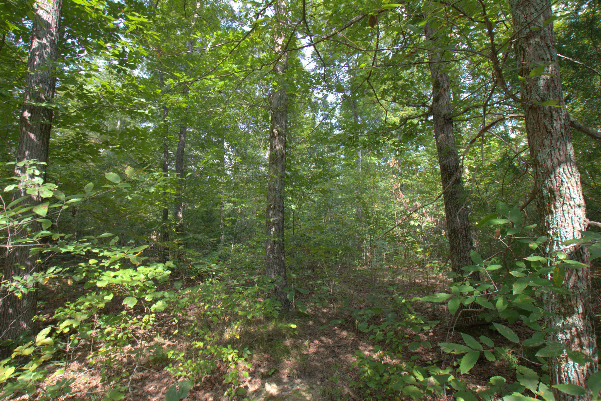 0 Scott Branch Road Duck River, TN 38454 - Photo 14 of 19 Gallery Image 14