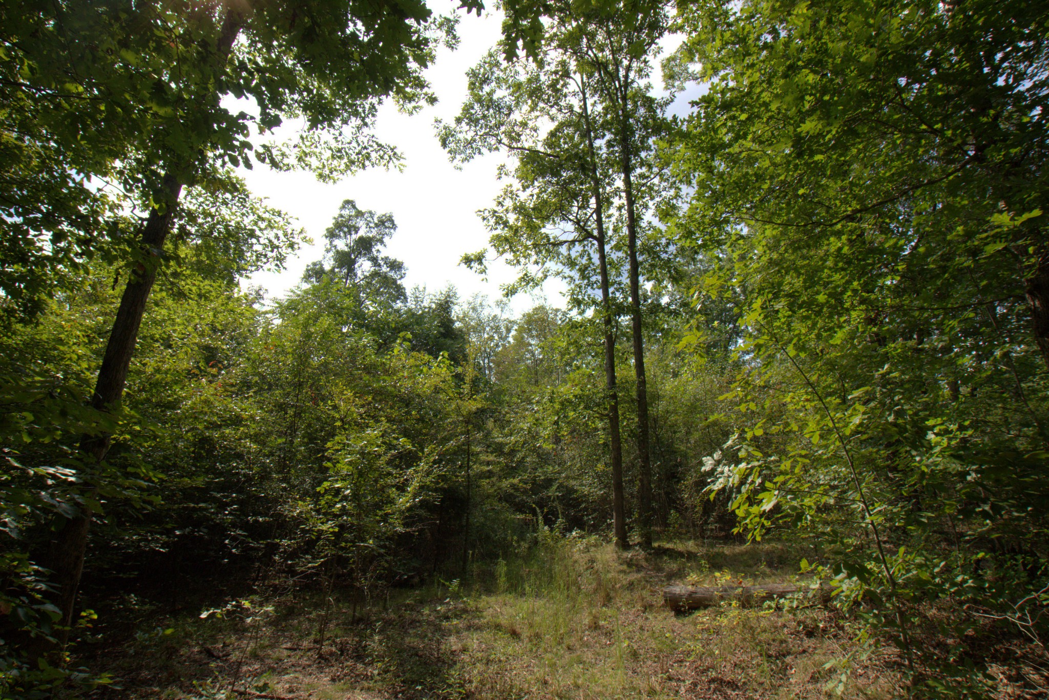 0 Scott Branch Road Duck River, TN 38454 - Photo 15 of 19 Gallery Image 15