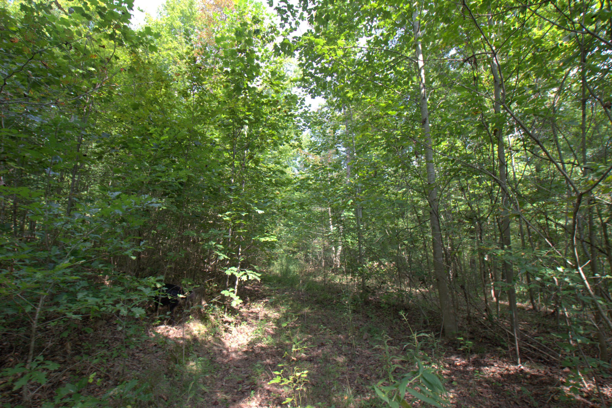 0 Scott Branch Road Duck River, TN 38454 - Photo 16 of 19 Gallery Image 16