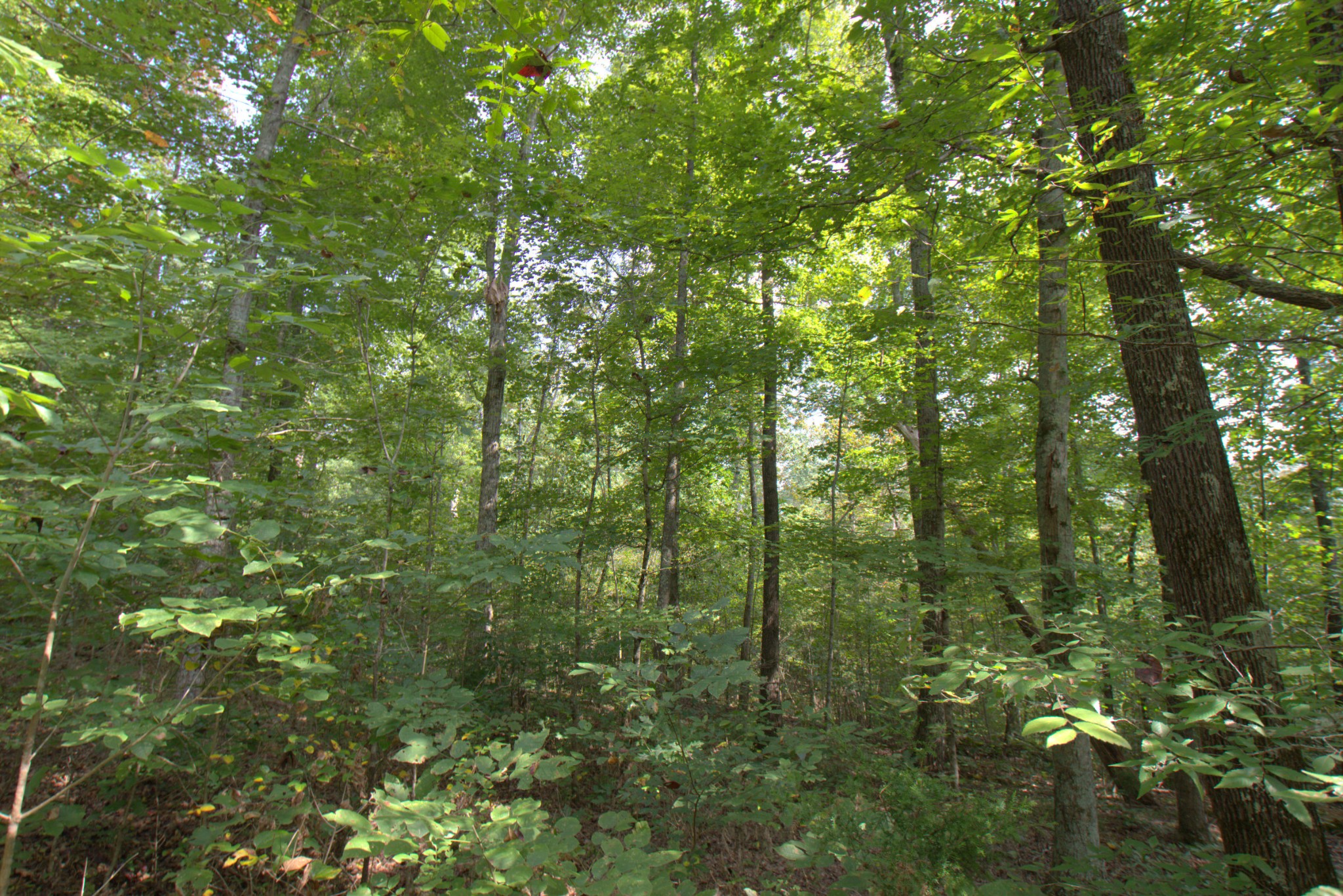 0 Scott Branch Road Duck River, TN 38454 - Photo 17 of 19 Gallery Image 17