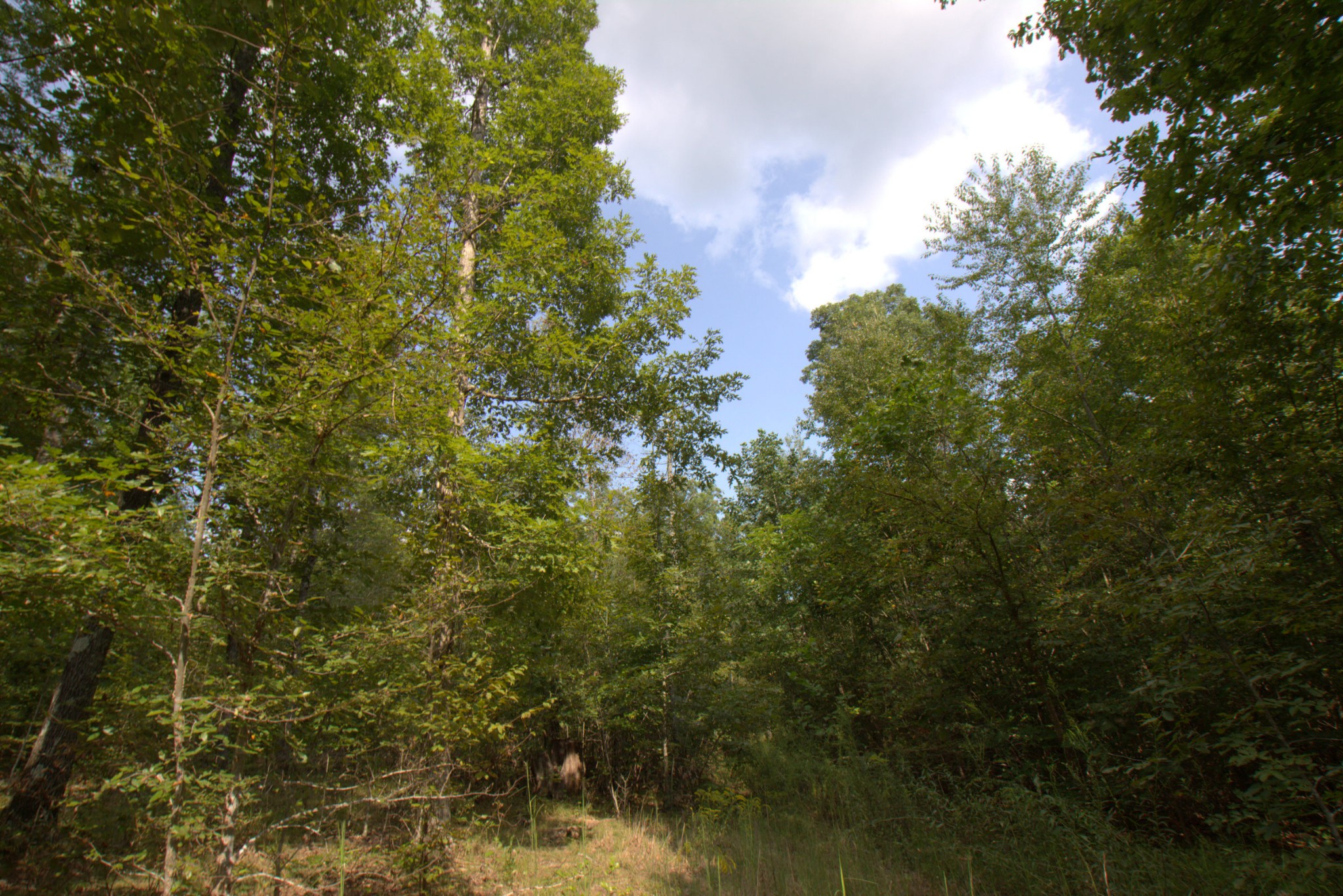 0 Scott Branch Road Duck River, TN 38454 - Photo 2 of 19 Gallery Image 2