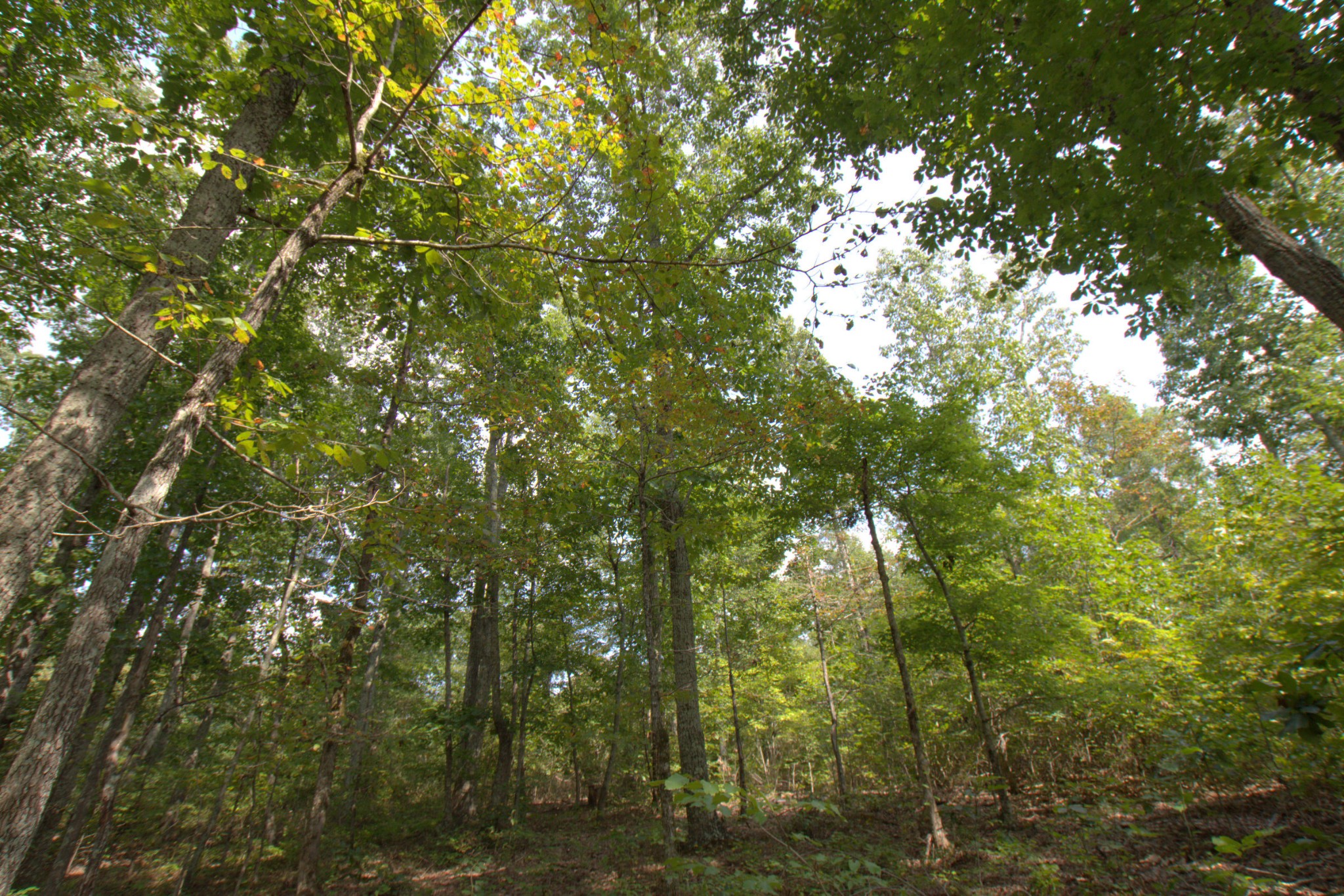 0 Scott Branch Road Duck River, TN 38454 - Photo 4 of 19 Gallery Image 4