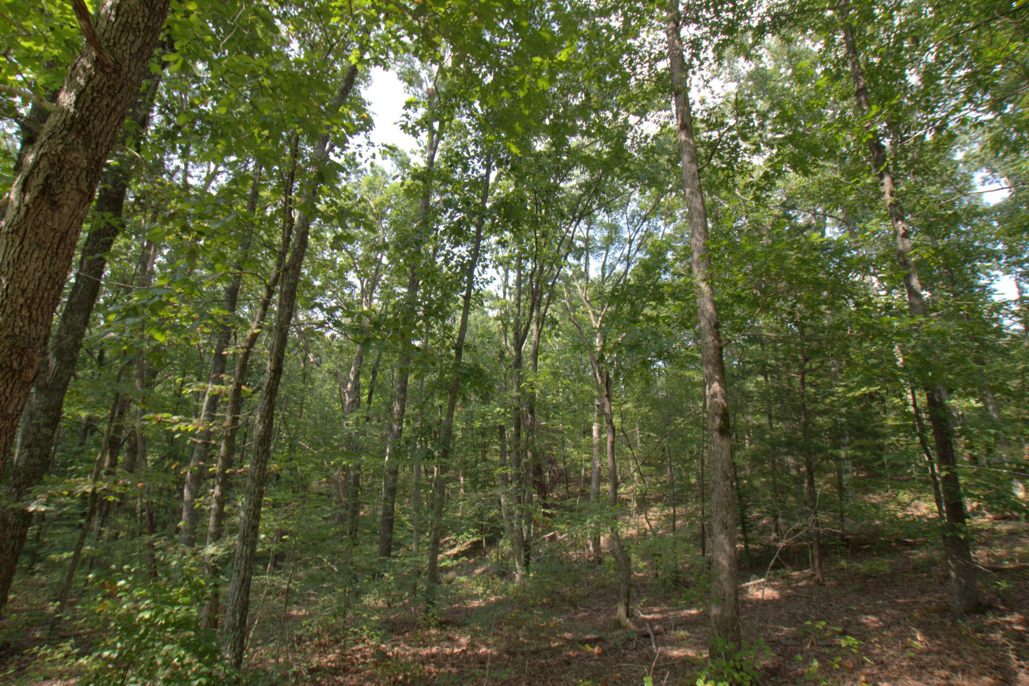 0 Scott Branch Road Duck River, TN 38454 - Photo 5 of 19 Gallery Image 5