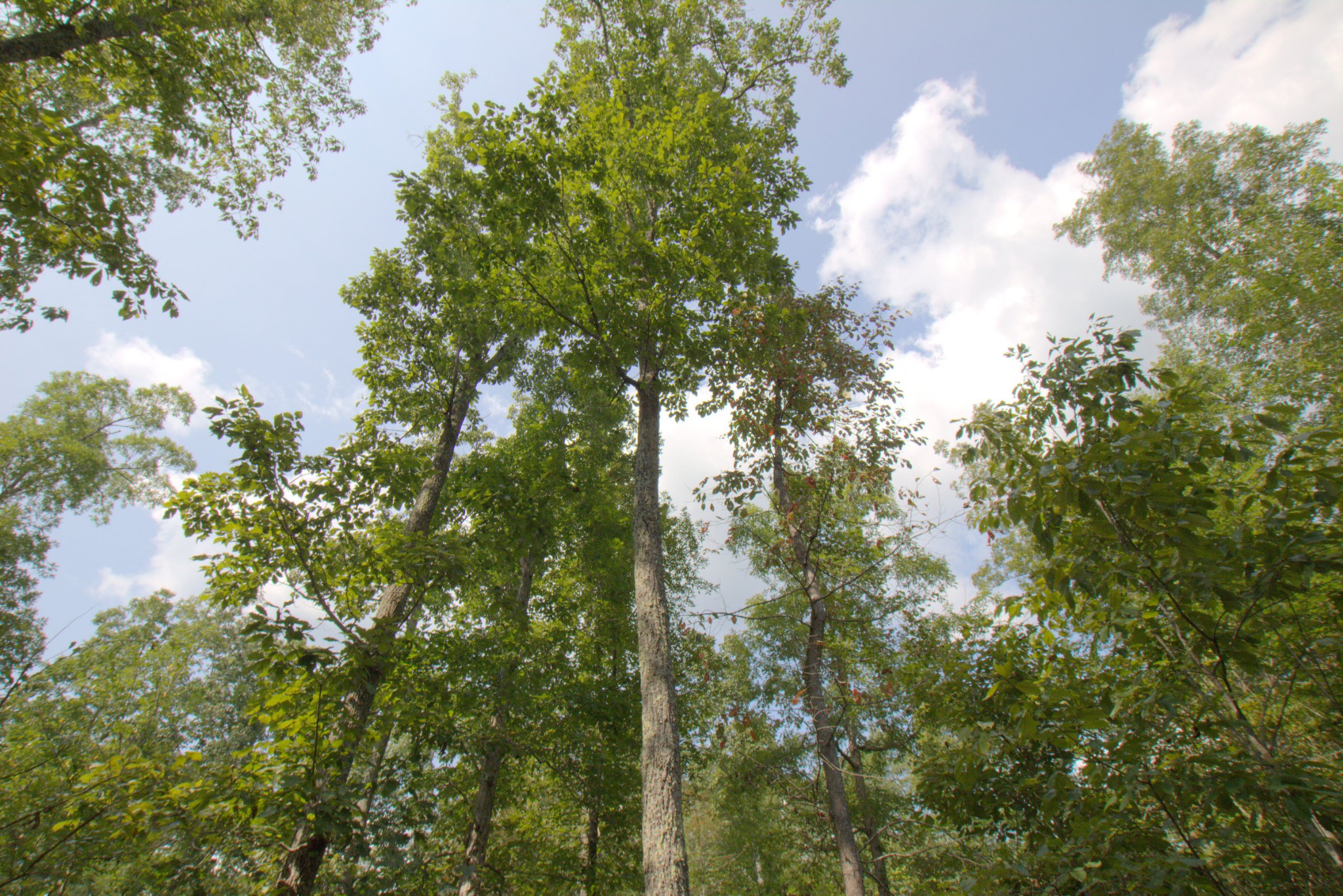 0 Scott Branch Road Duck River, TN 38454 - Photo 6 of 19 Gallery Image 6