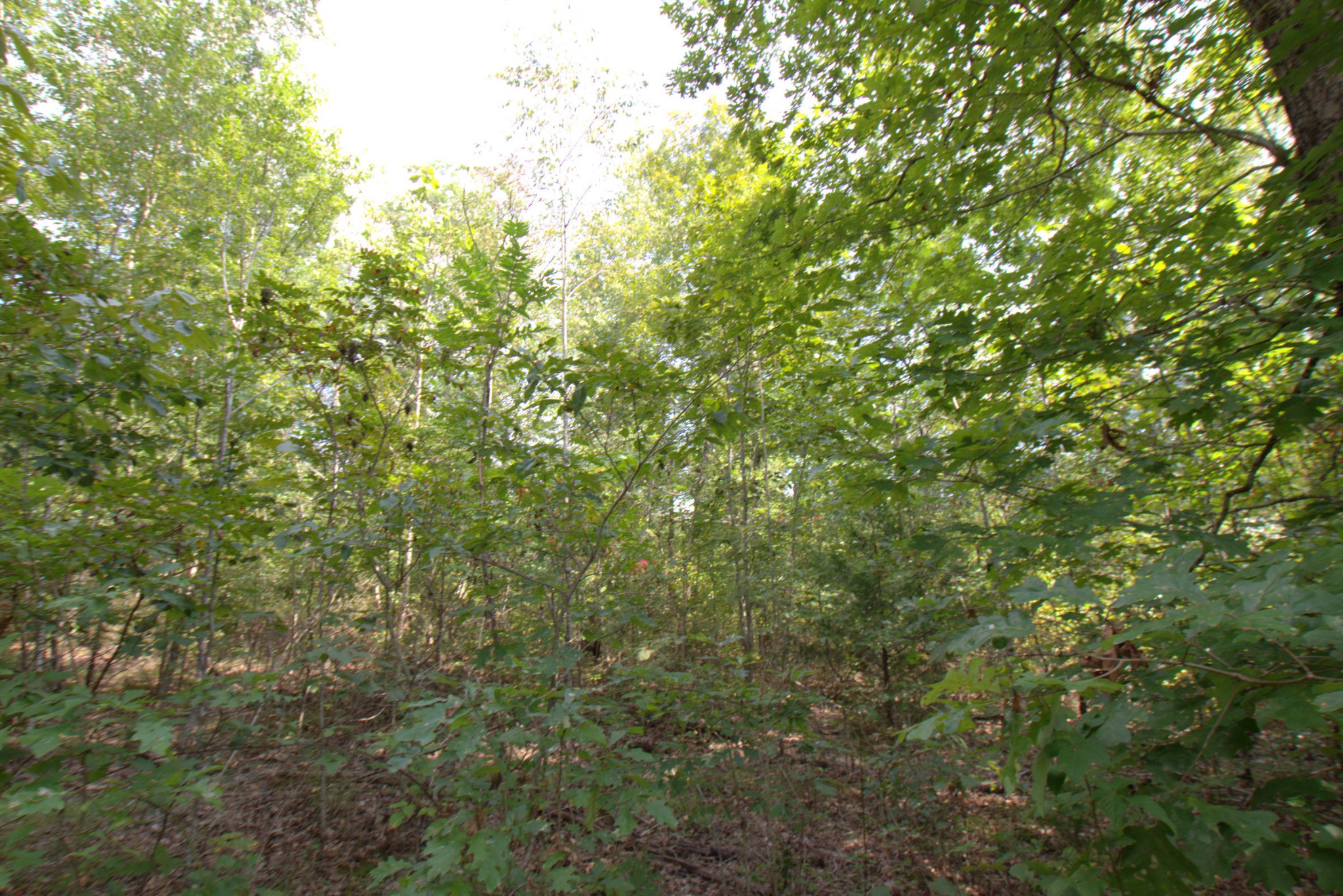 0 Scott Branch Road Duck River, TN 38454 - Photo 7 of 19 Gallery Image 7