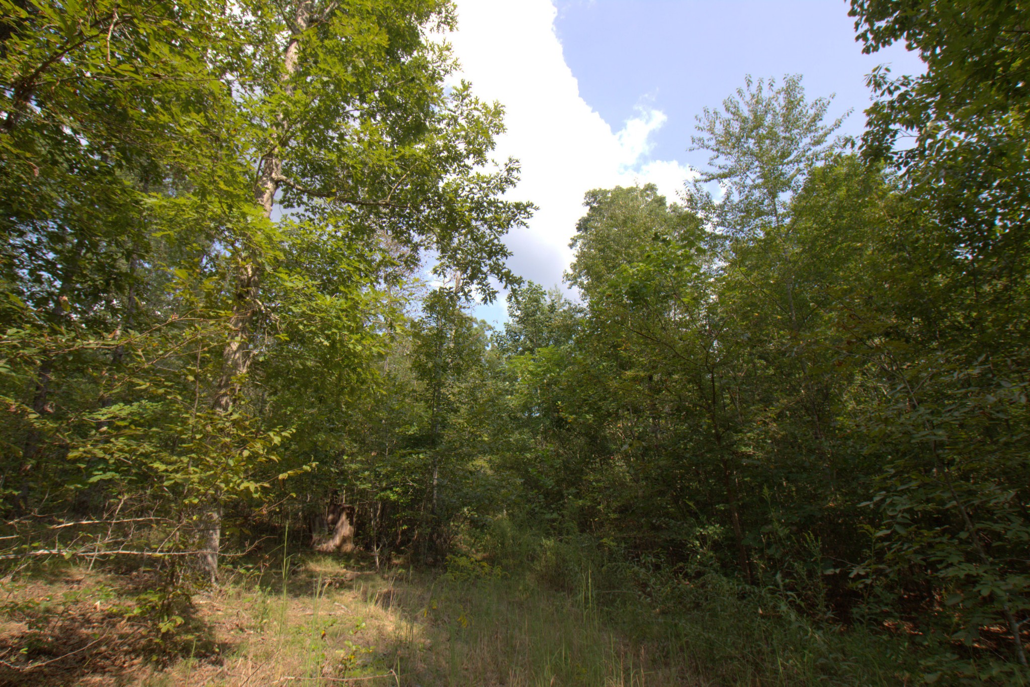 0 Scott Branch Road Duck River, TN 38454 - Photo 8 of 19 Gallery Image 8