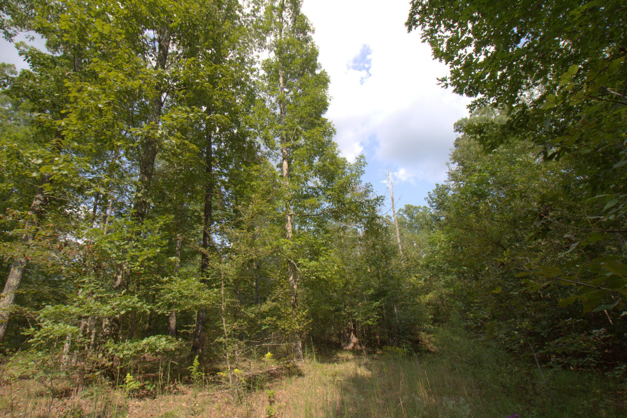 0 Scott Branch Road Duck River, TN 38454 - Photo 10 of 19 Gallery Image 10