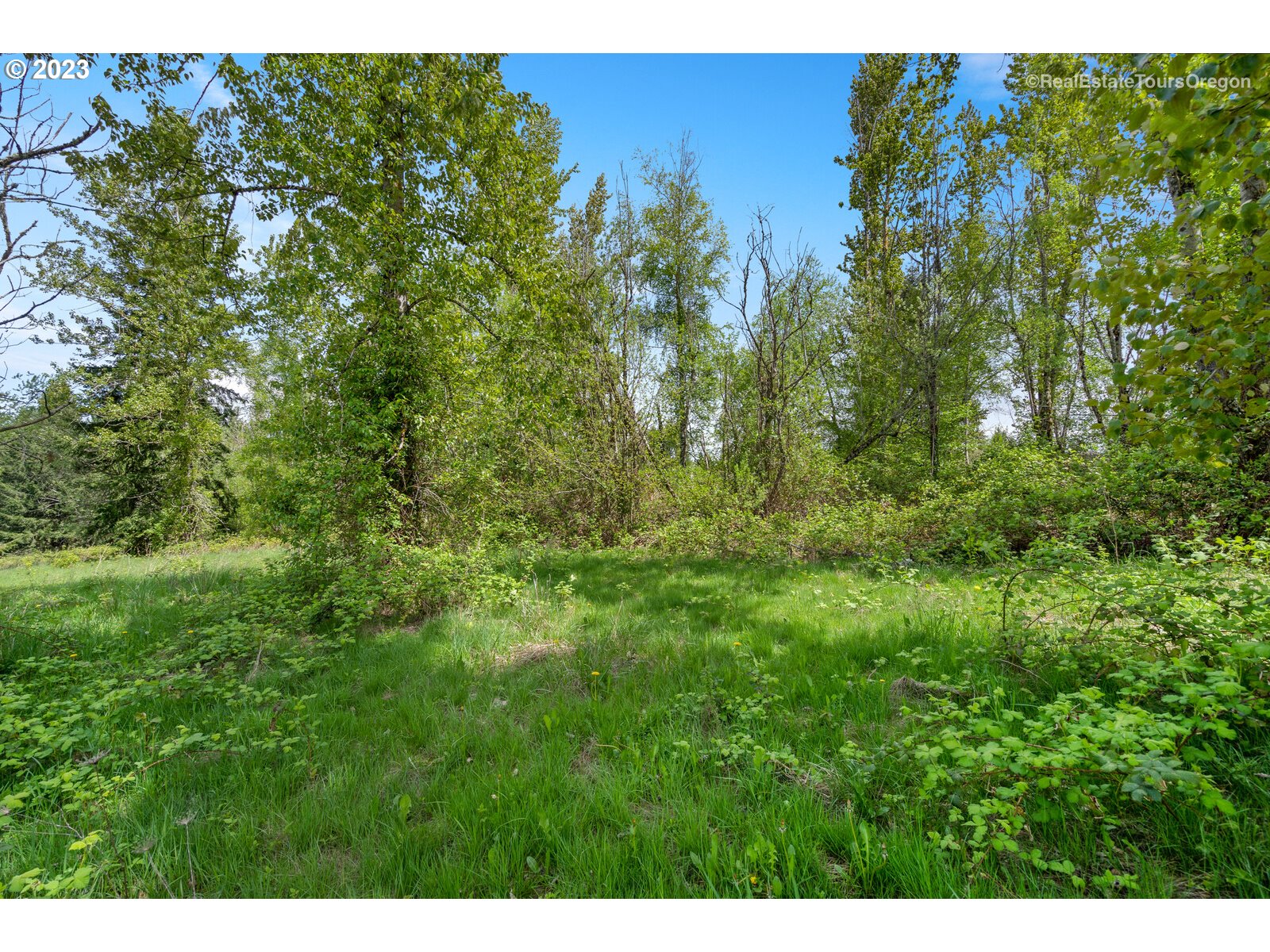 0 Southeast Tillstrom Road Damascus, OR 97089 - Photo 8 of 21 a view of a lush green forest with lots of trees