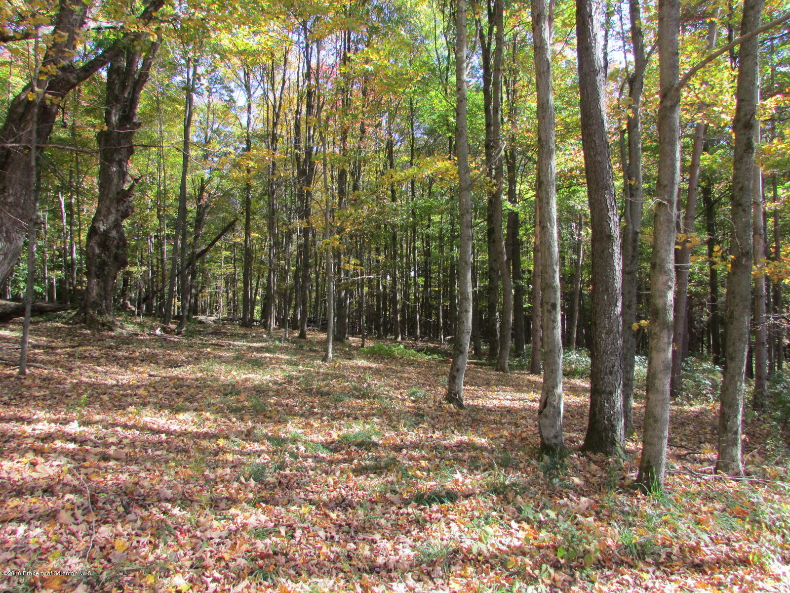 1291 Conroy Road Montrose, PA 18801 - Photo 31 of 34 a view of outdoor space with trees